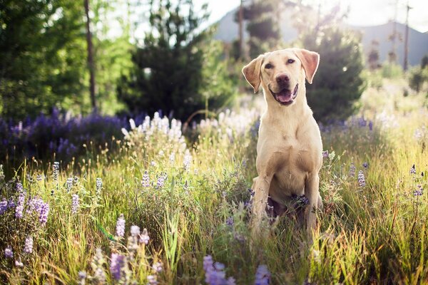 A white dog on a walk in a good mood