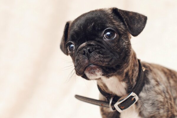 Look da cucciolo con colletto nero