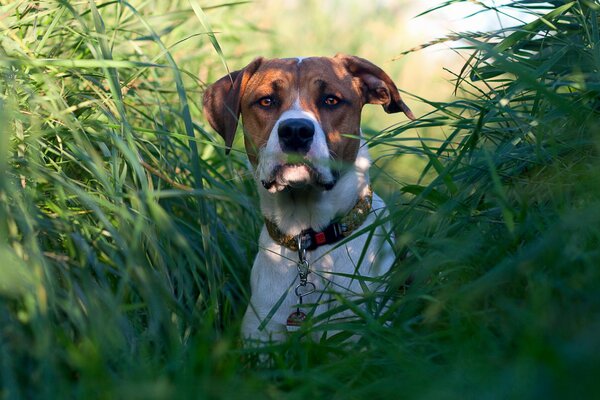 Jagdhund im hohen Gras