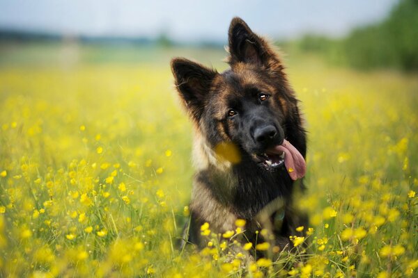 A beautiful dog s look at a friend