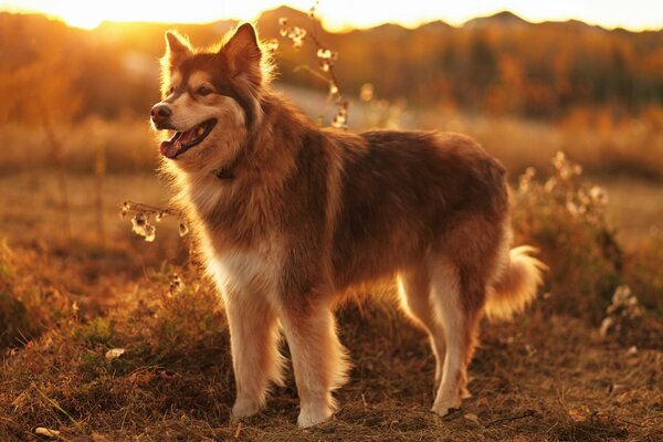Der Hund steht im Sonnenuntergang