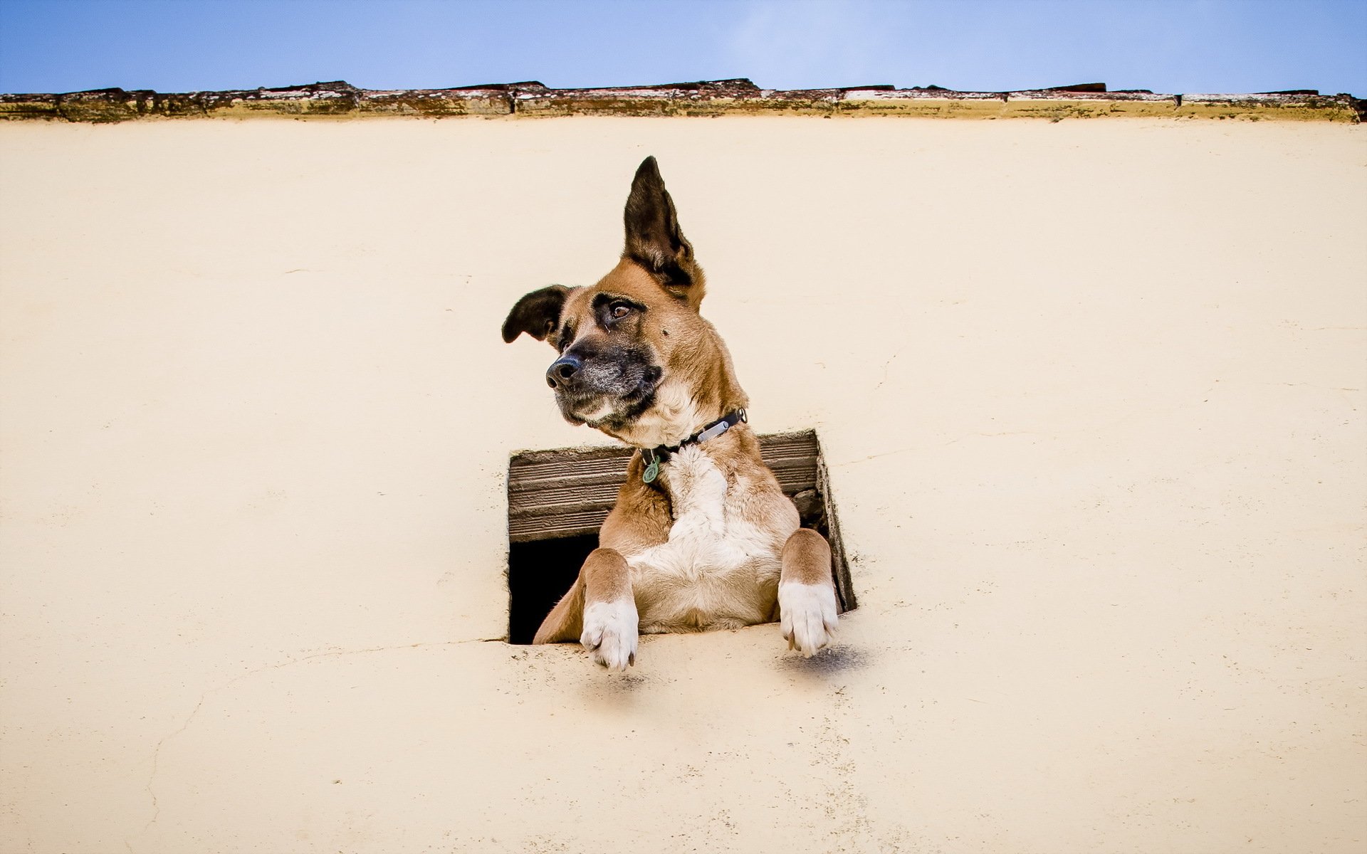 hund blick freund fenster