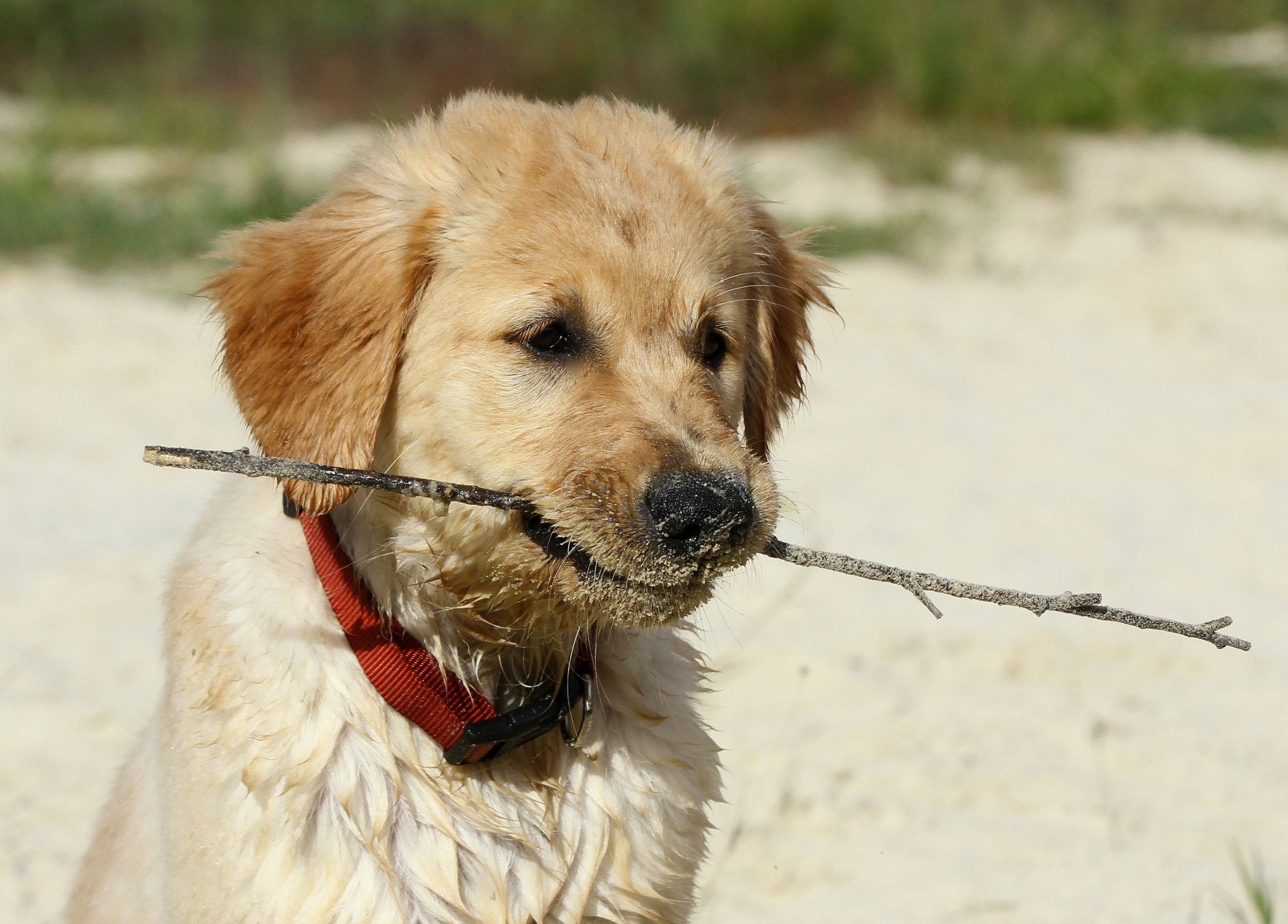 blick nase sand zweig hund