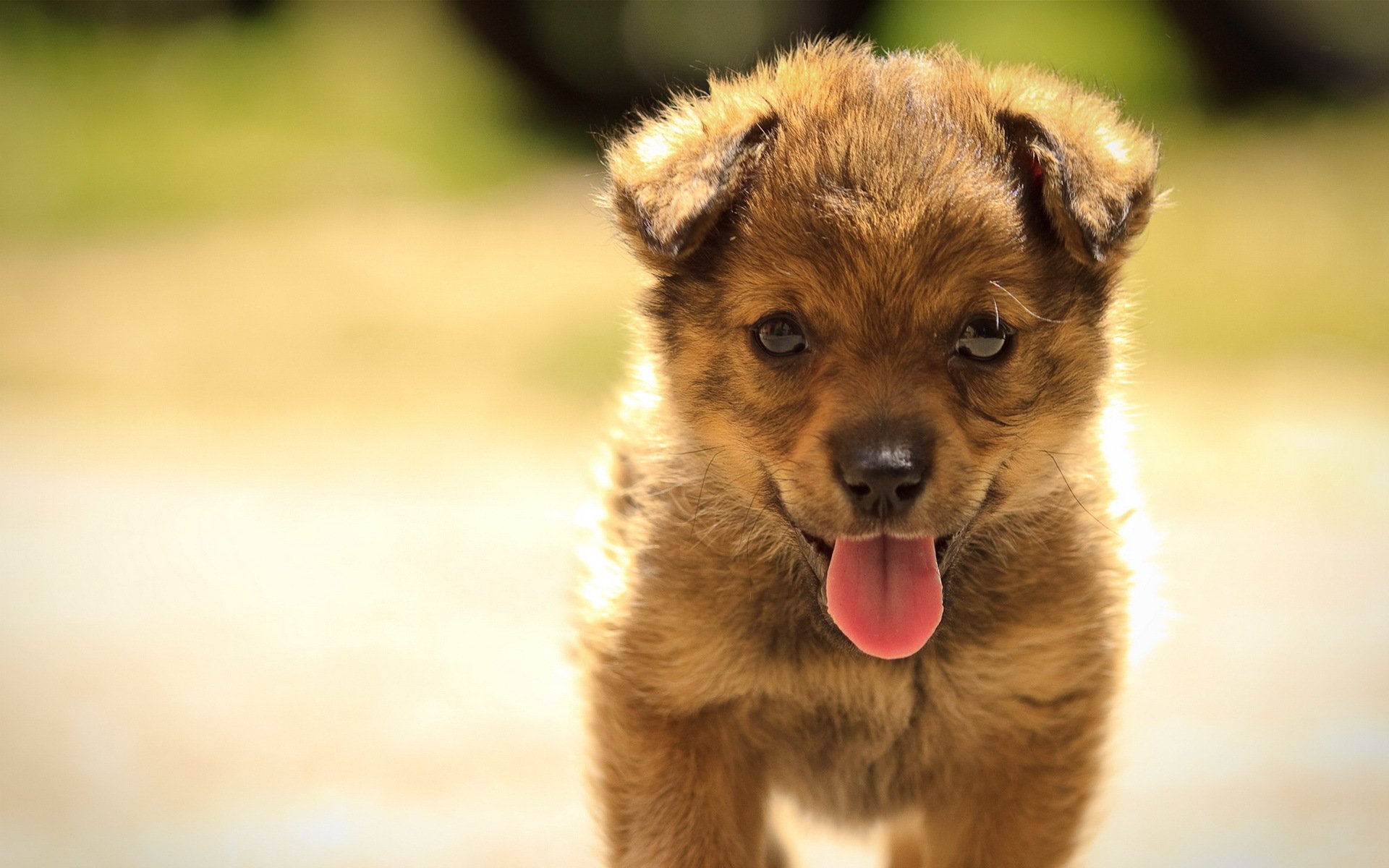 perro cachorro verano