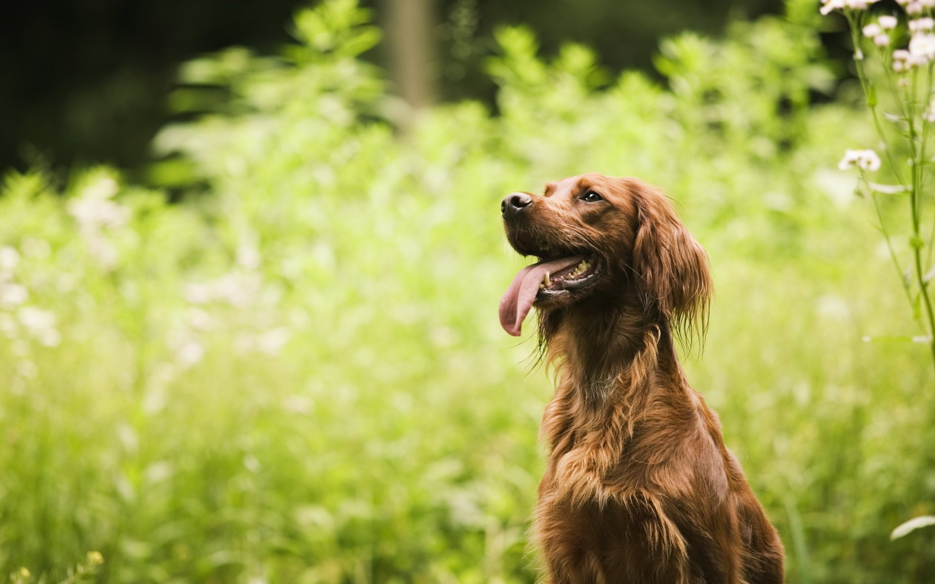 cane amico estate