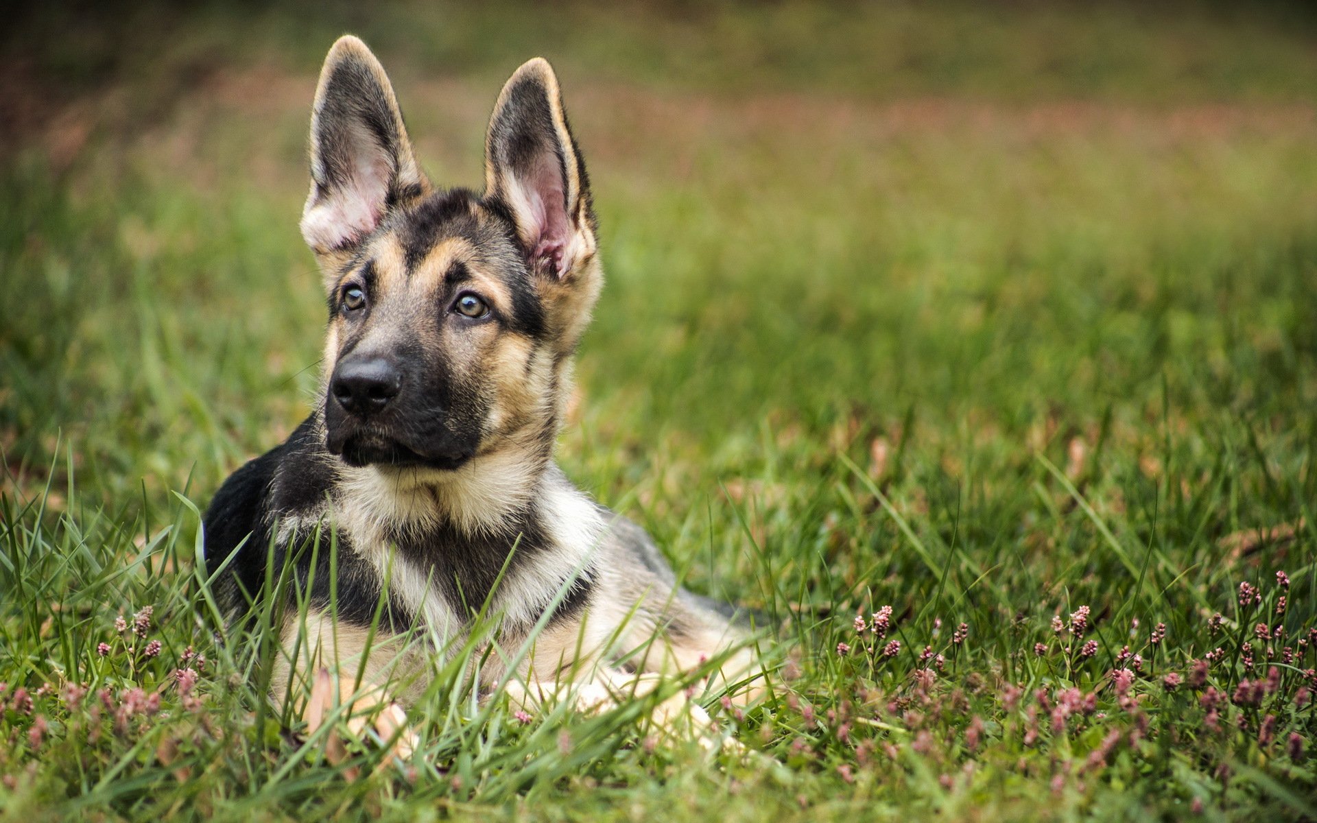 chien regard ami