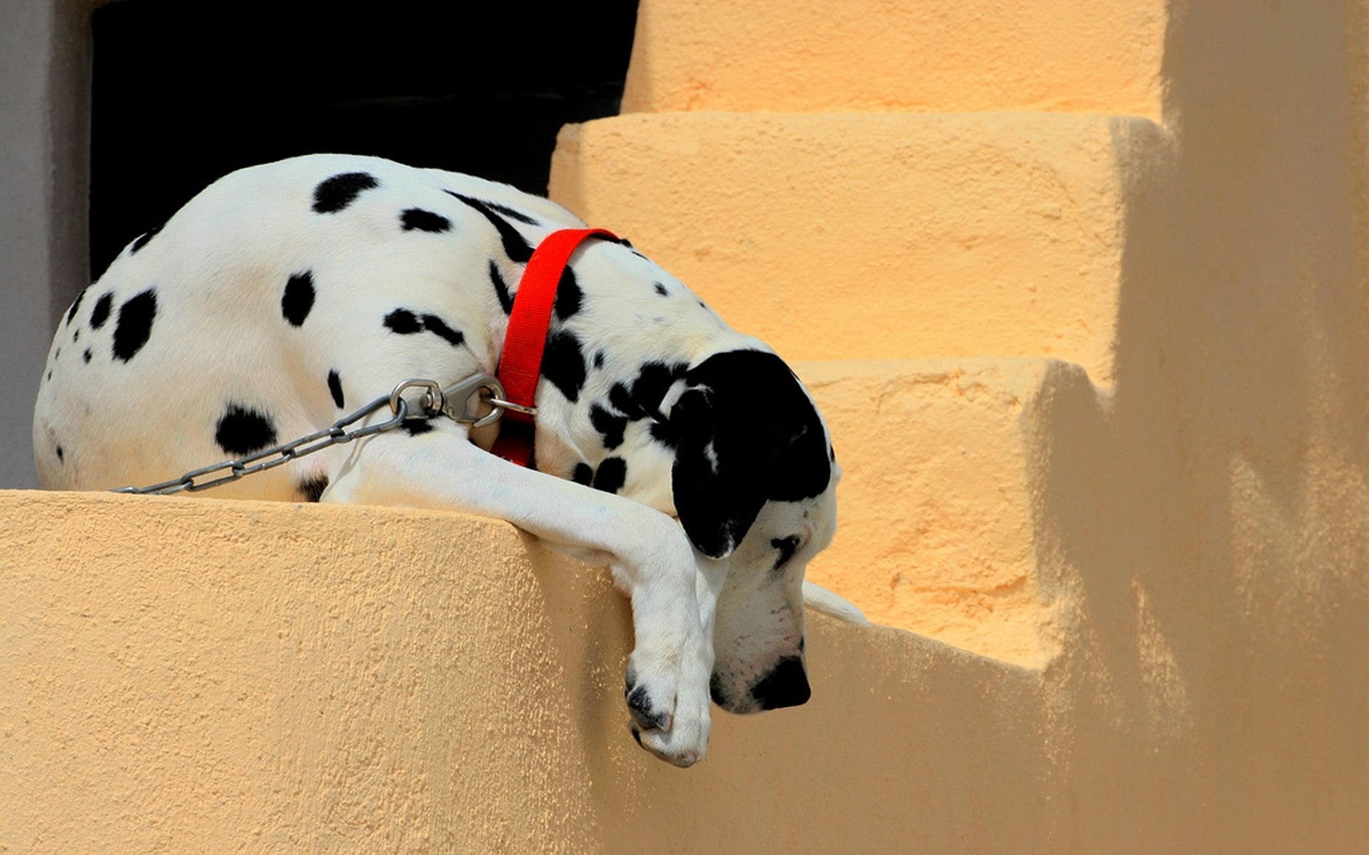 dalmatien chaîne collier mur