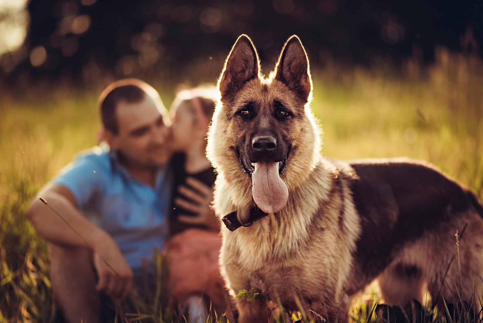 schäferhund blick hintergrund hund