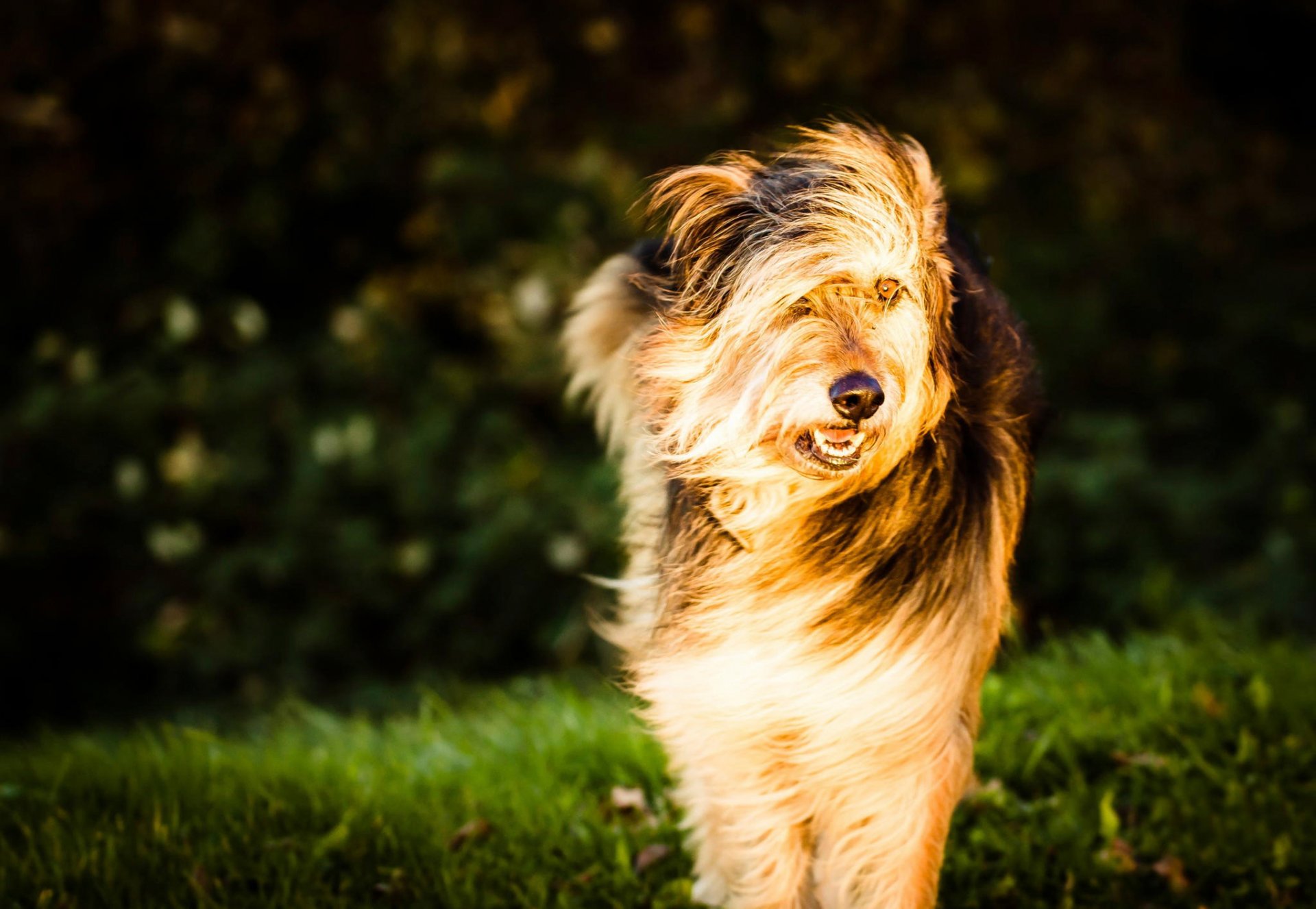 freund blick wind hund