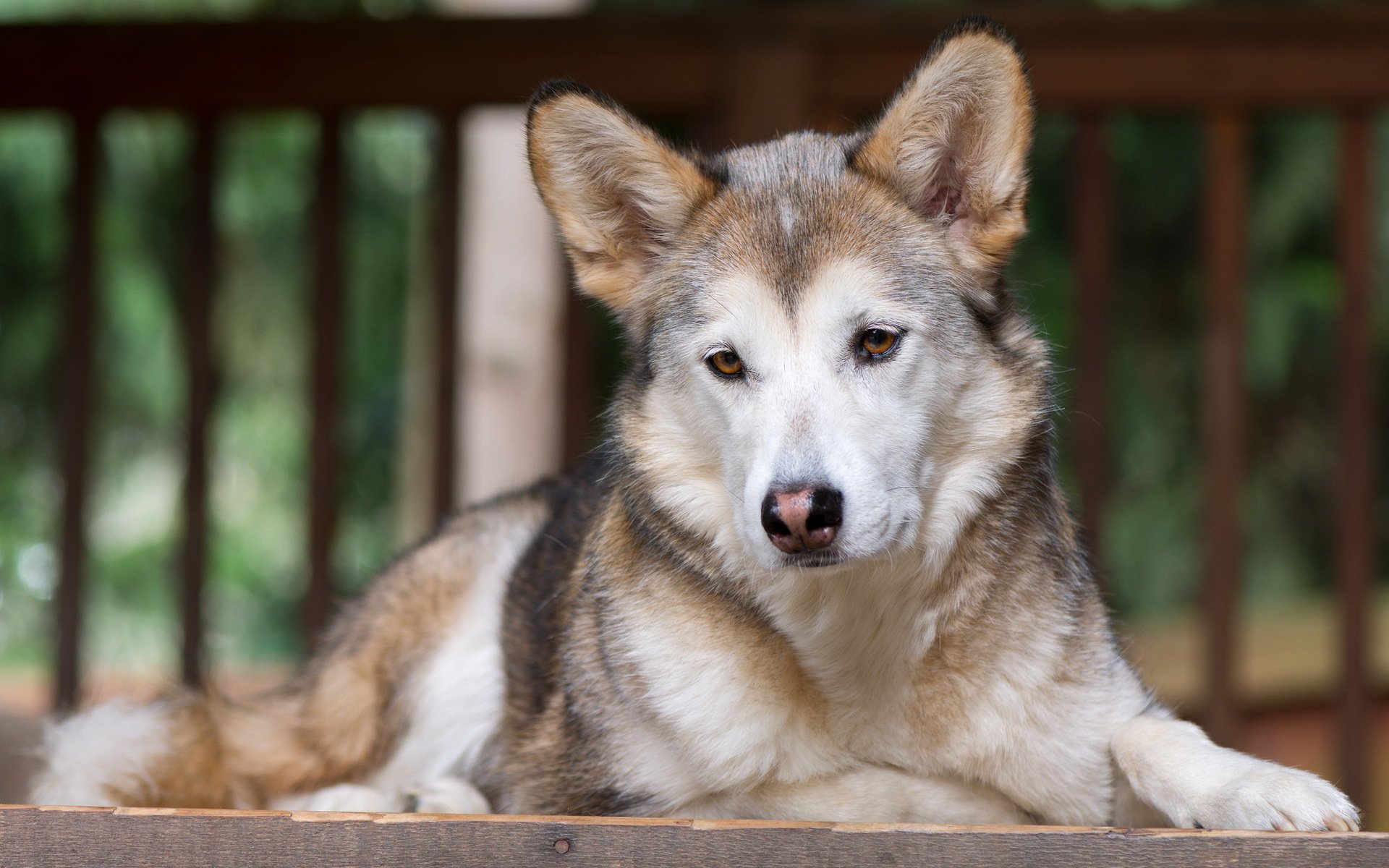 hund blick freund