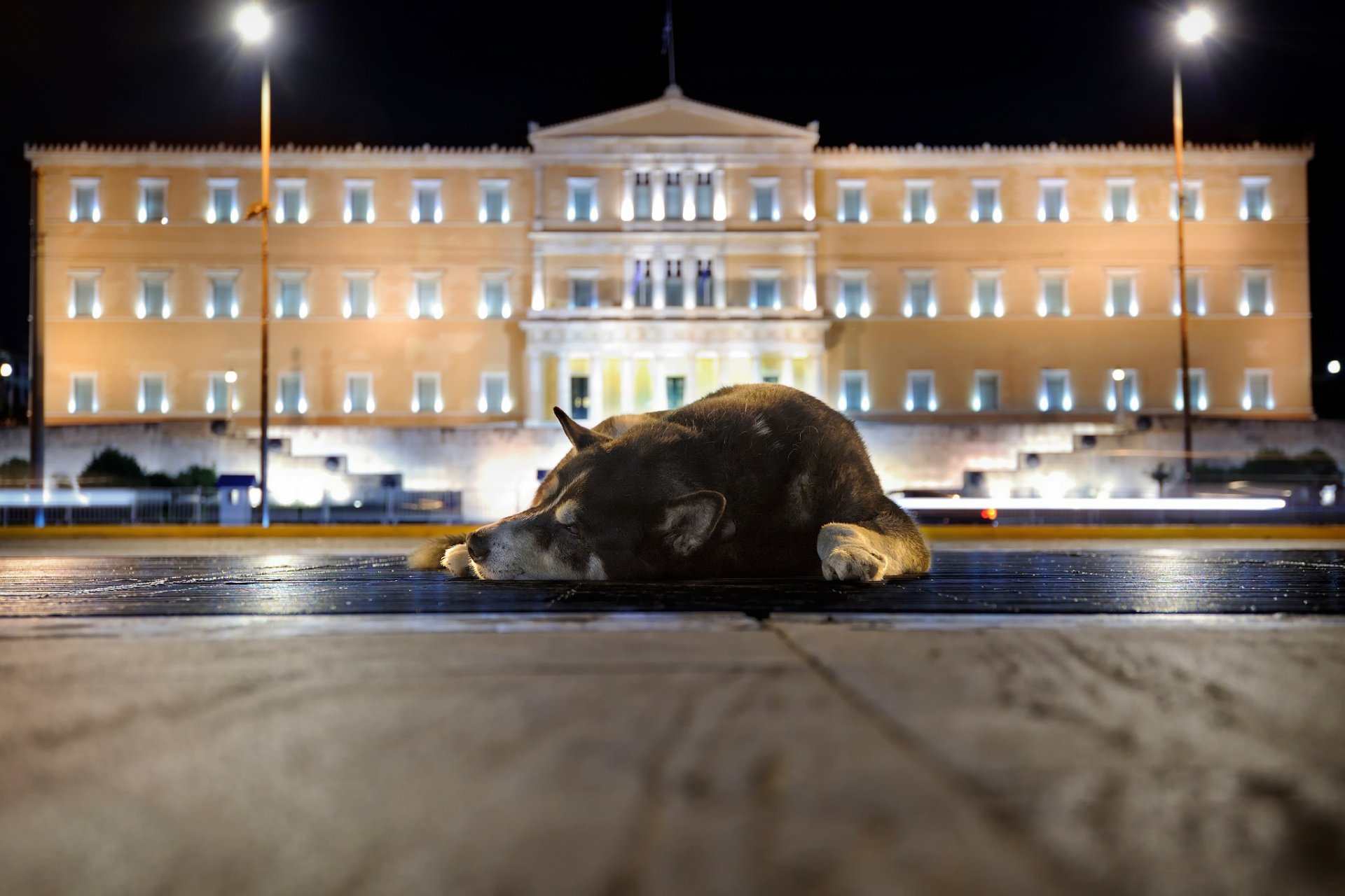 città costruzione strada cane sonno