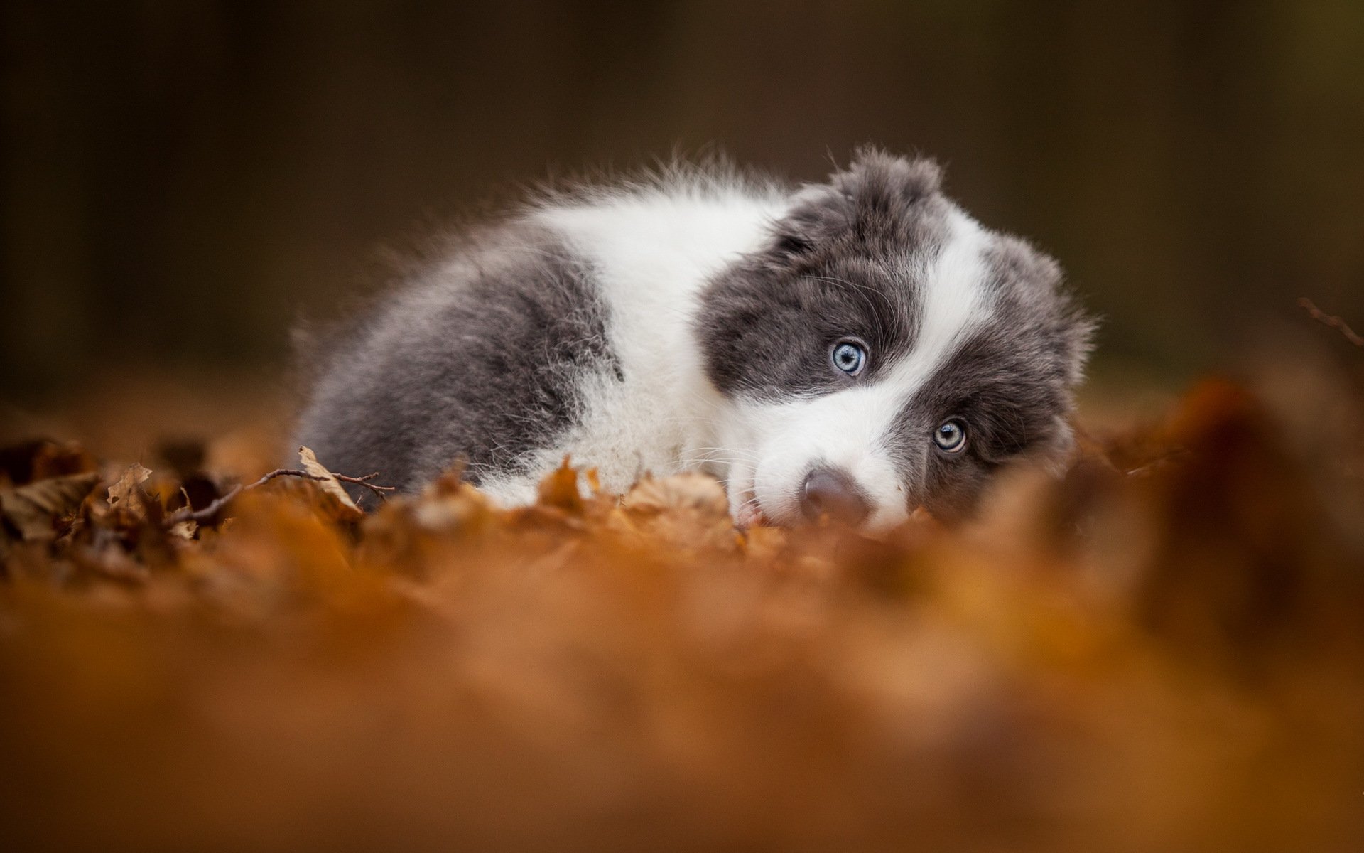 hund blick freund