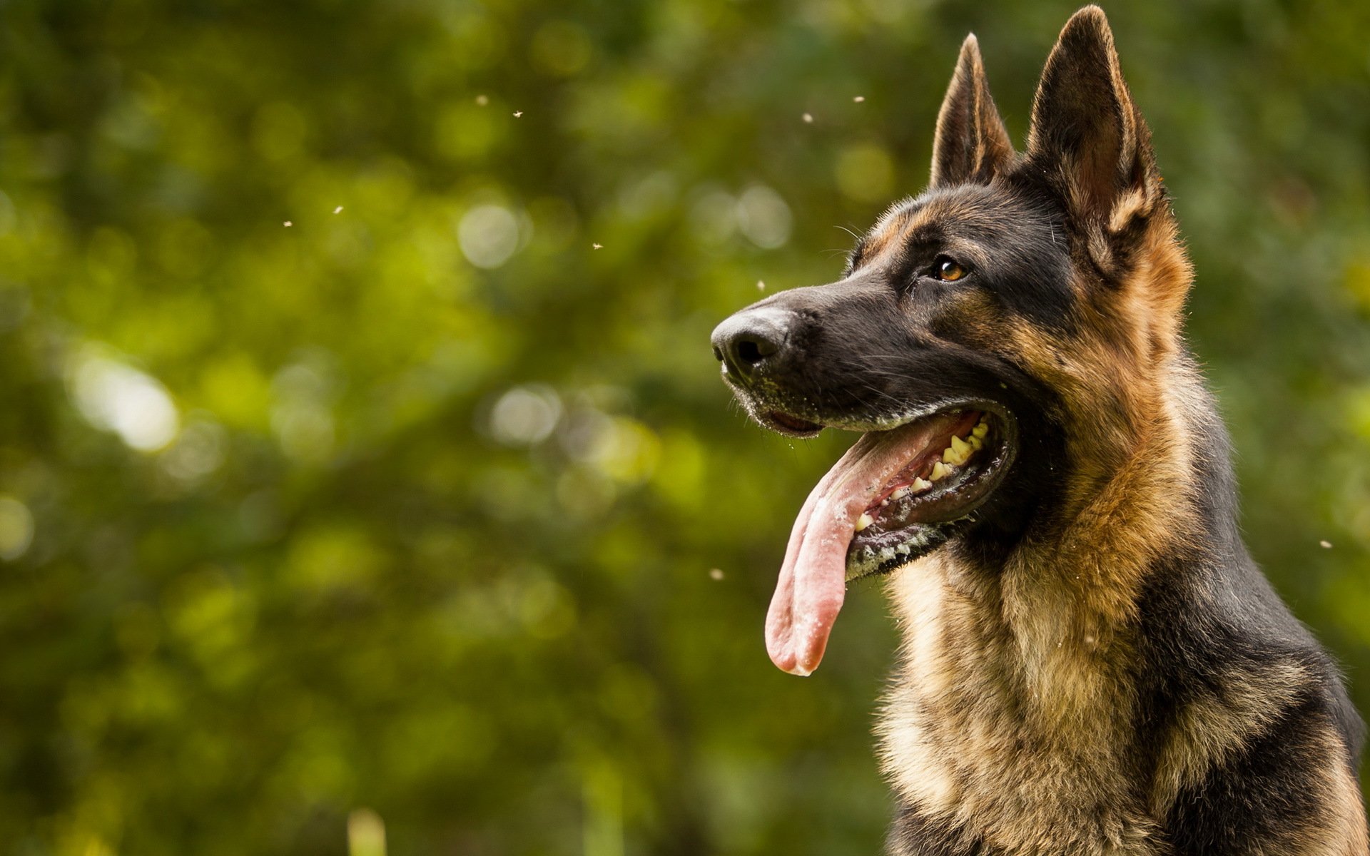 hund blick freund