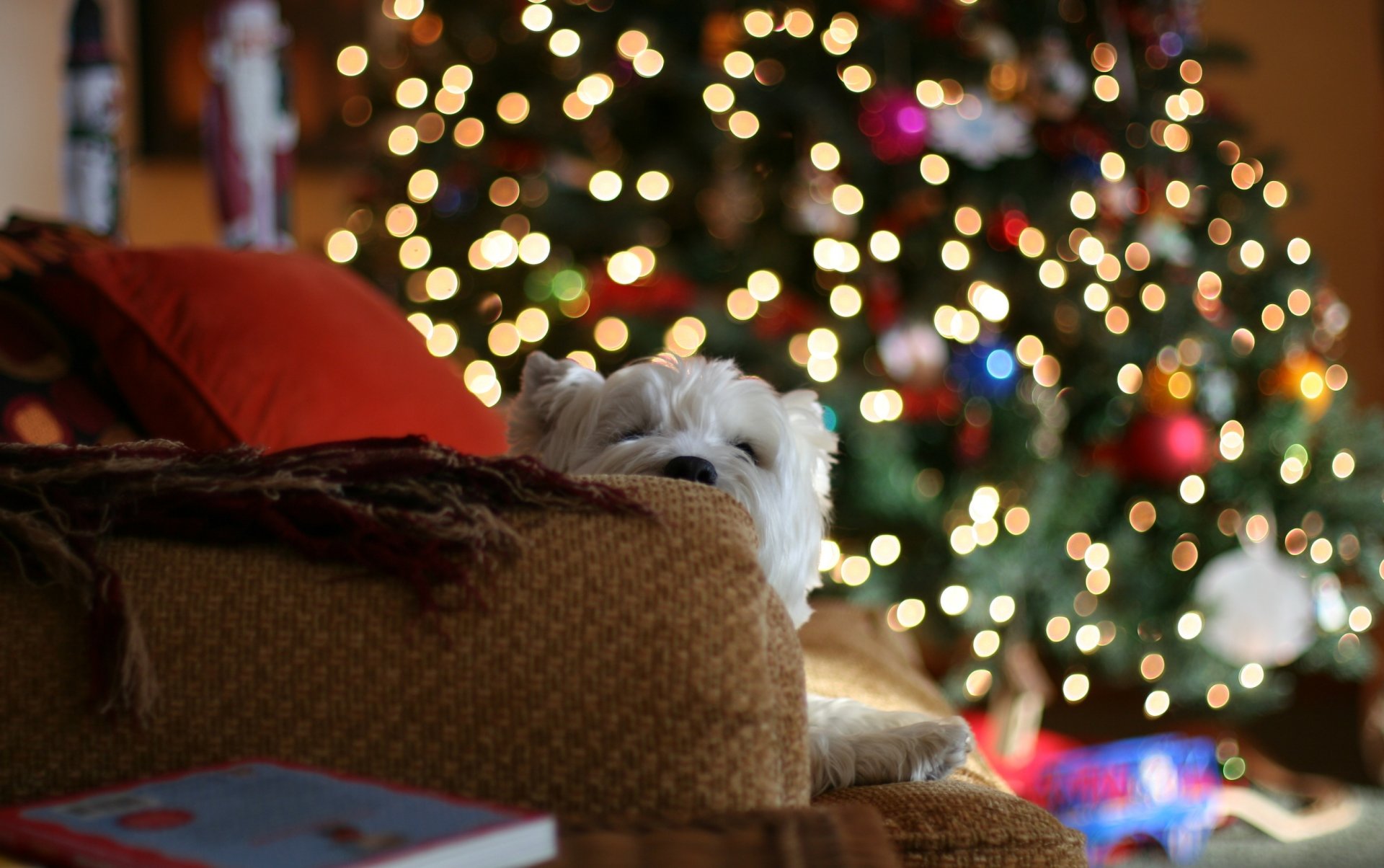 casa divano coperte e plaid cuscini albero di natale luci umore cane