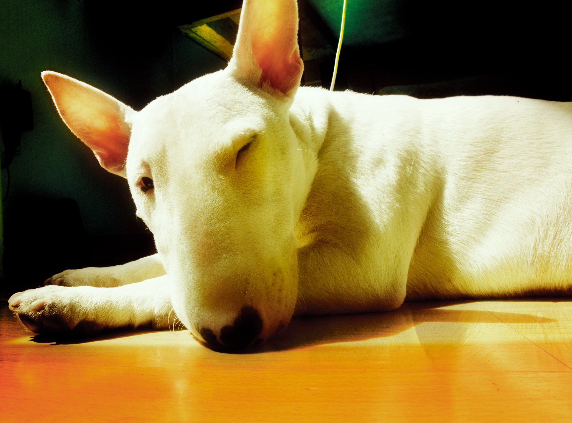 bull terrier white coke kimarit prizhmurilsya warmed light