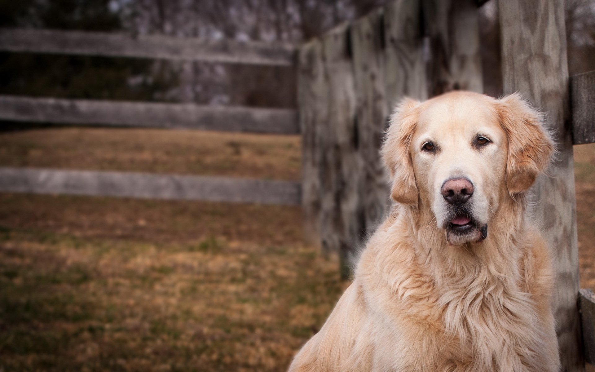 chien ami regard