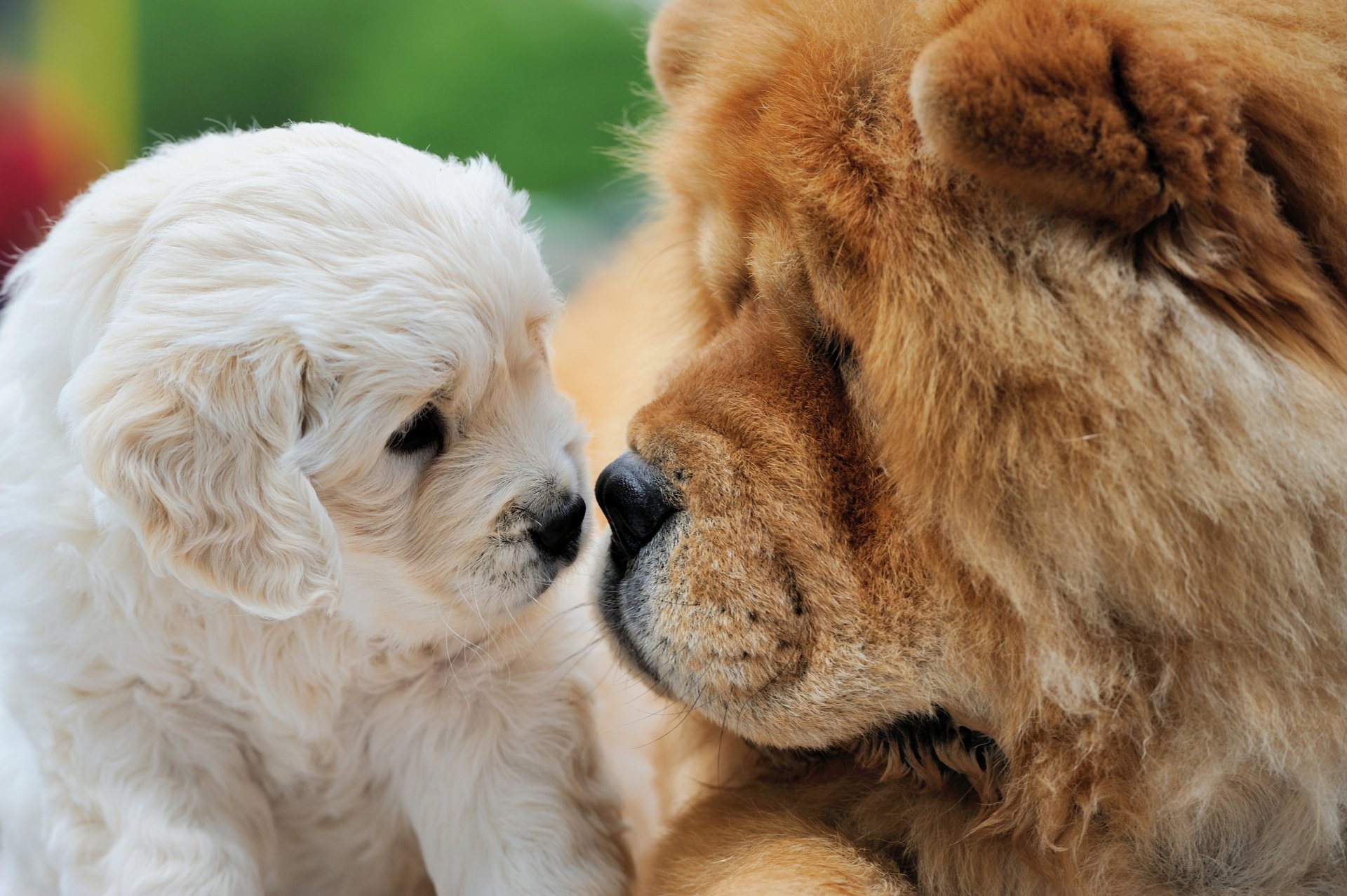 hunde welpe chow-chow bekanntschaft