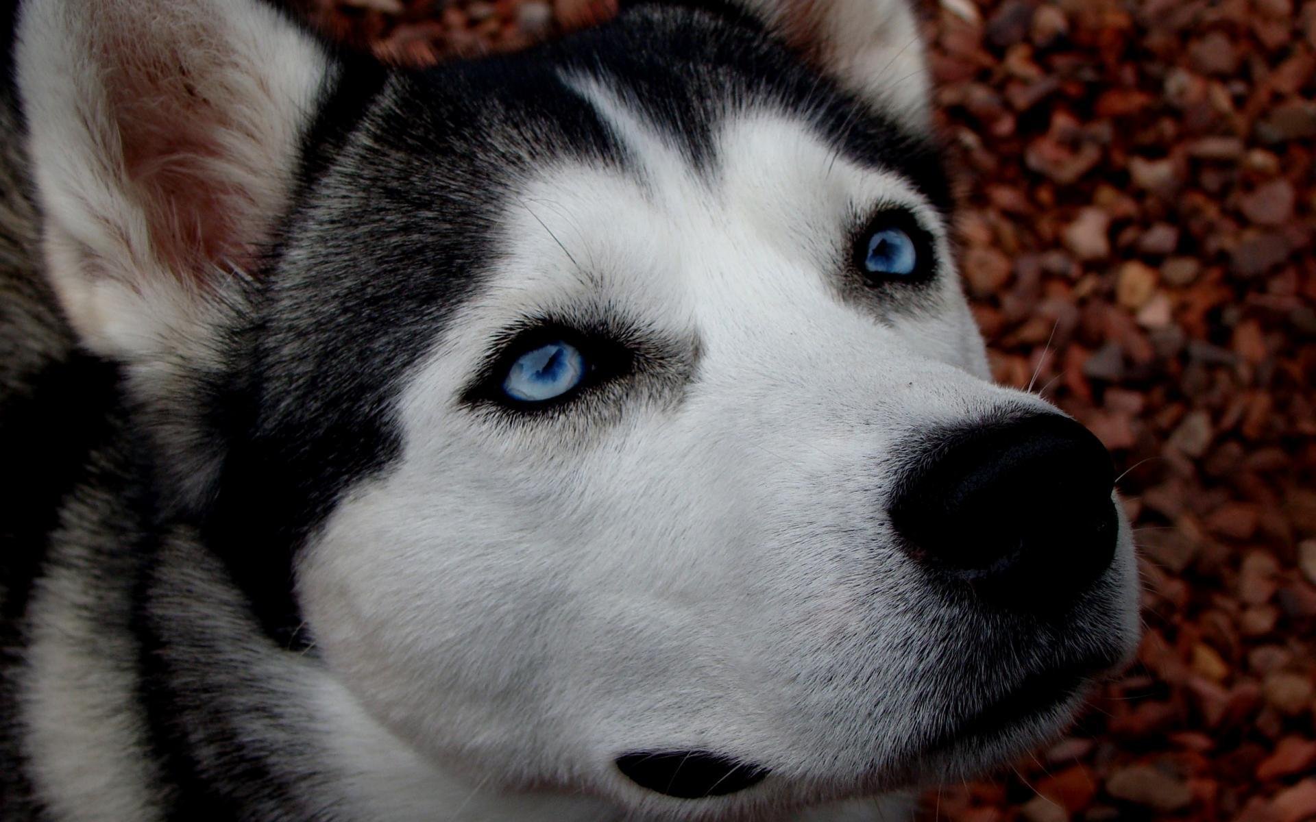 husky dog wallpaper eye