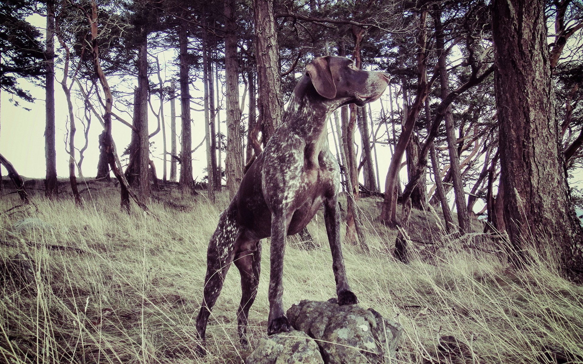 chien forêt fond