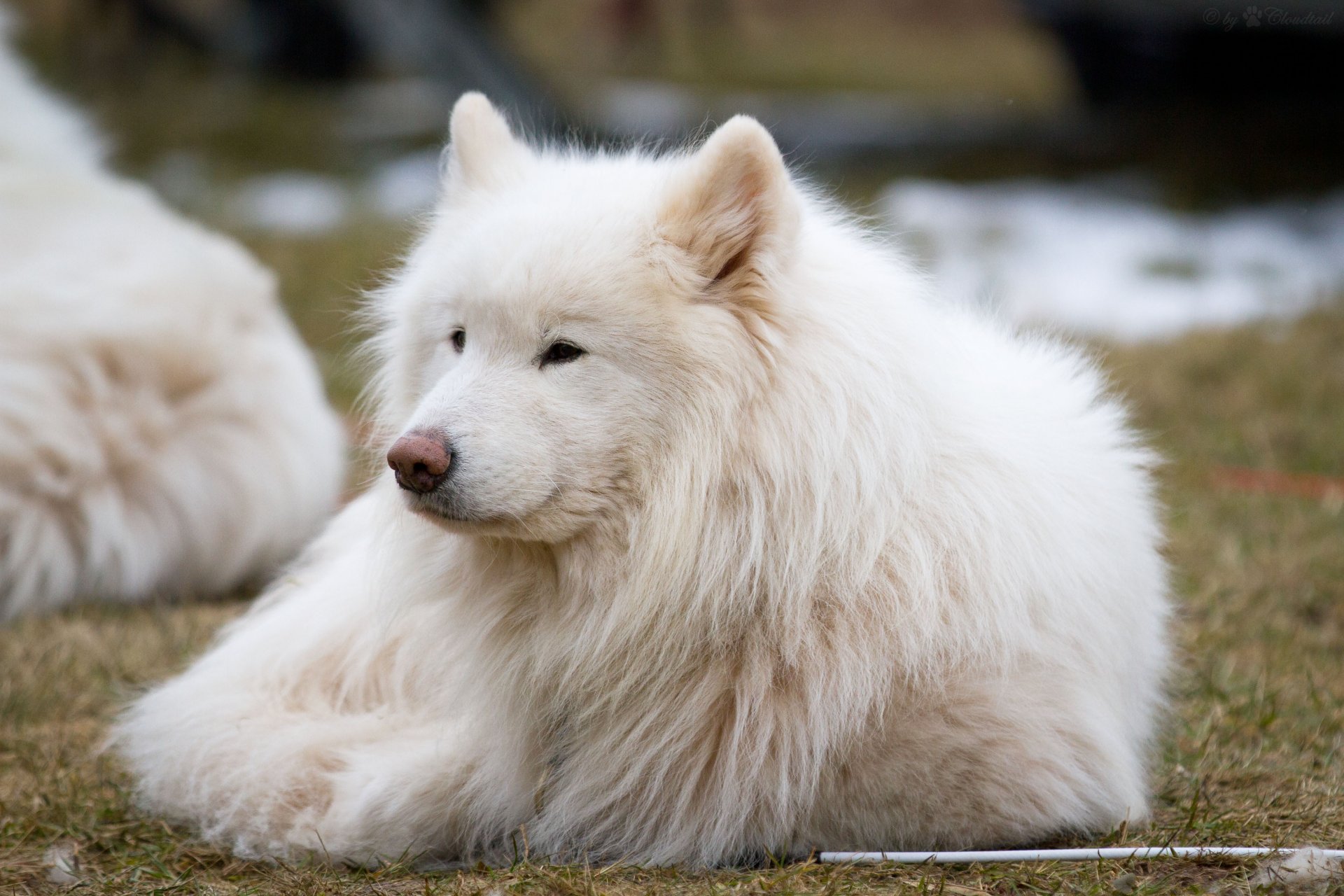 hund samojede huskies