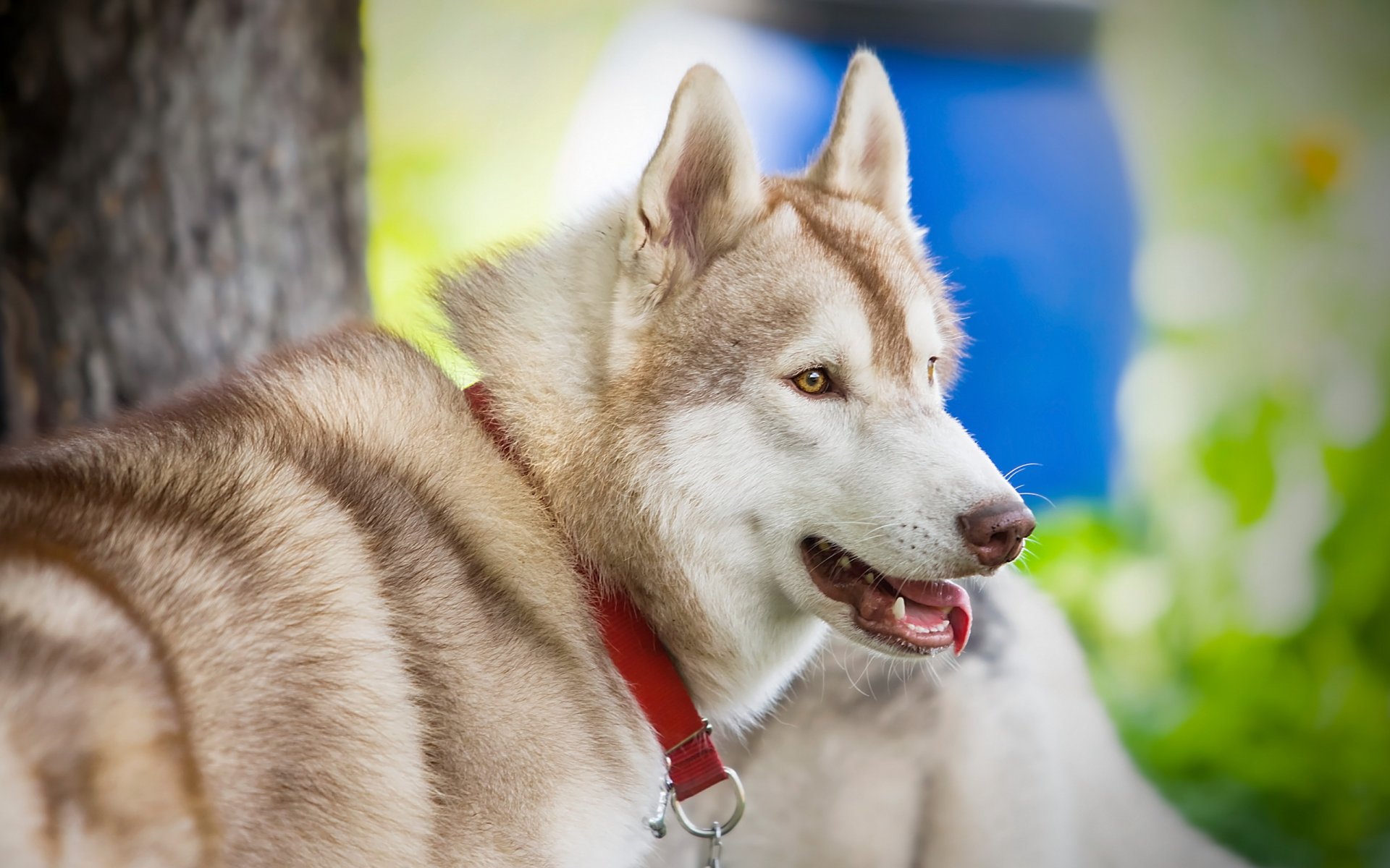 chien regard ami