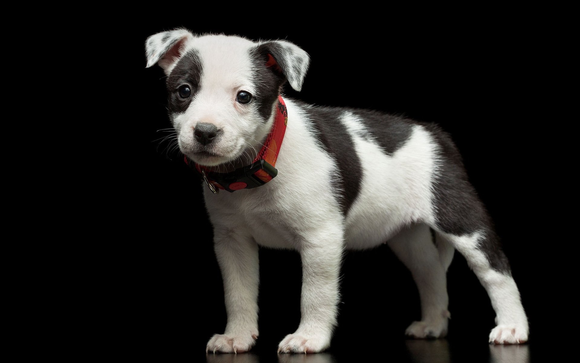 perro mirada amigo cachorro