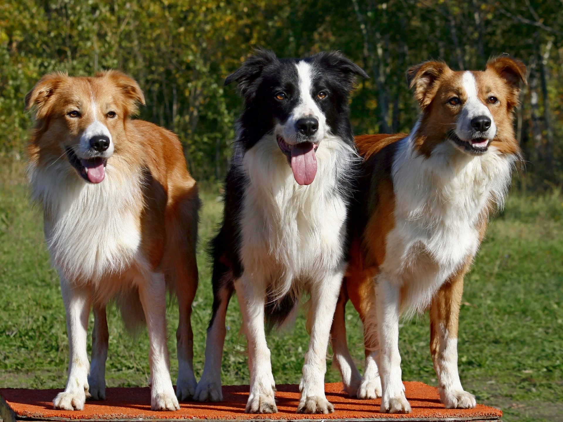 dog border collie