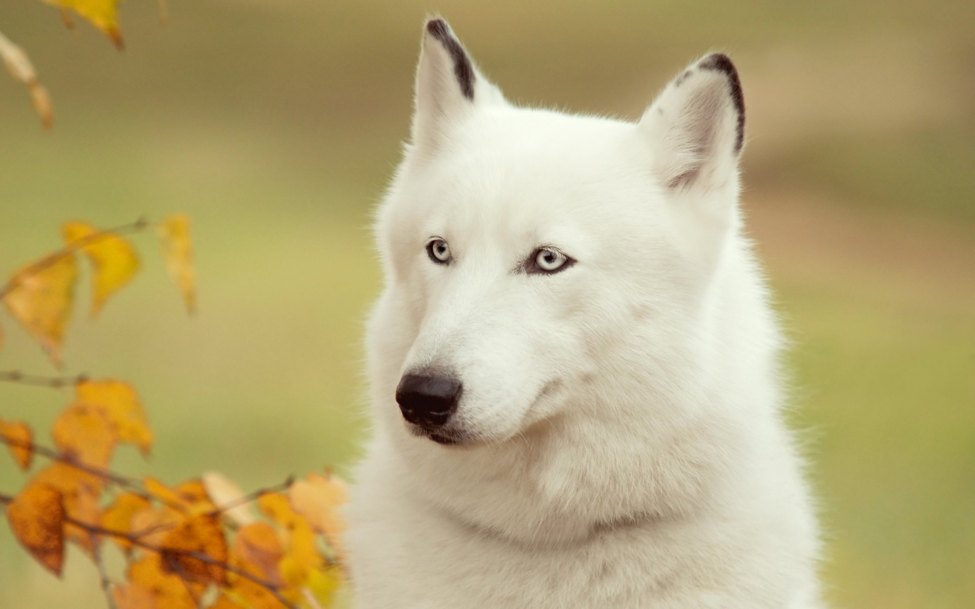 cane husky amico