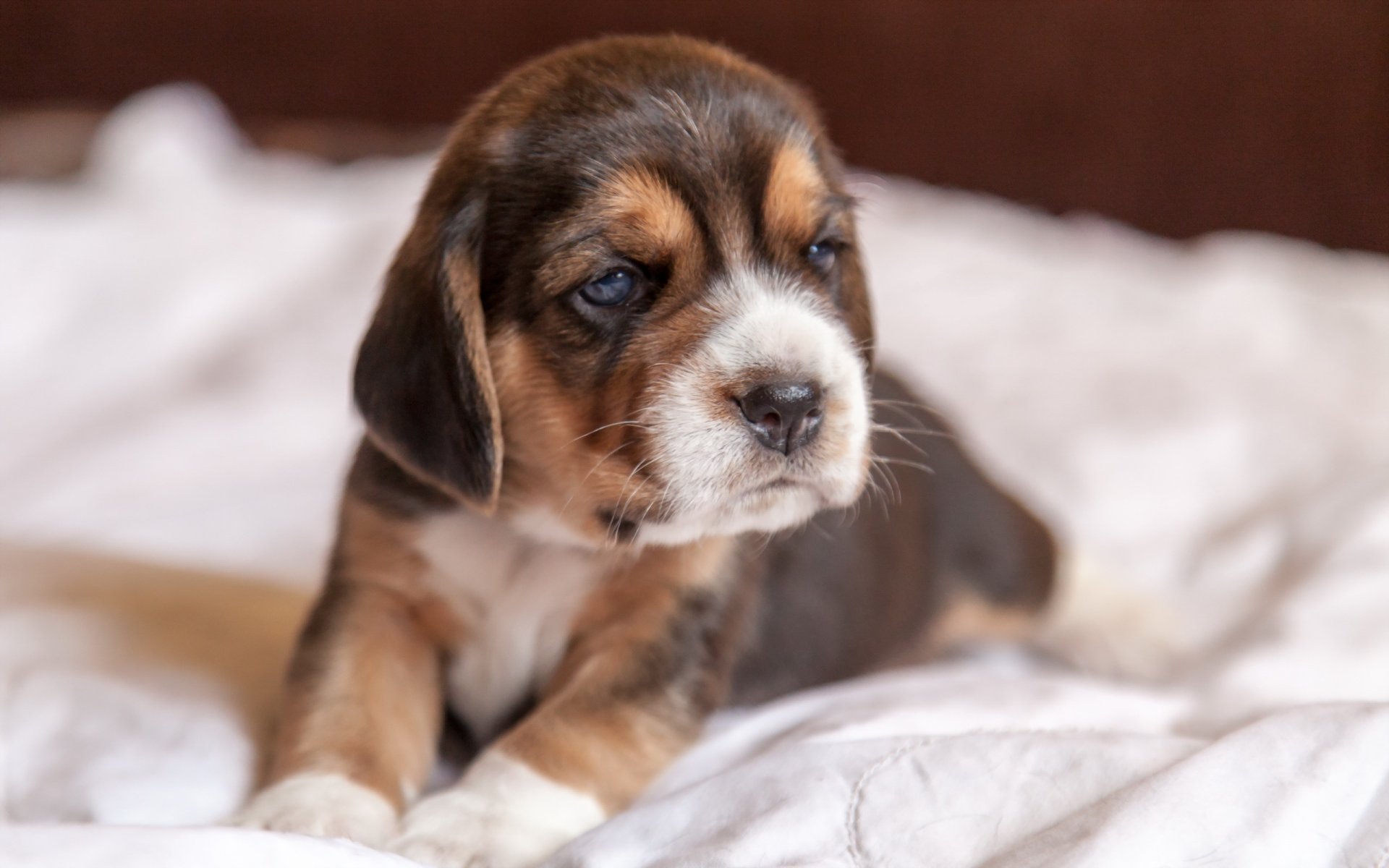 cane cucciolo beagle