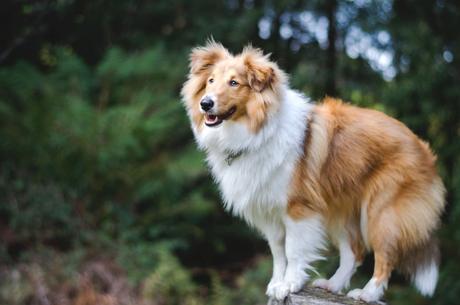 shelty shetland shepherd perro naturaleza