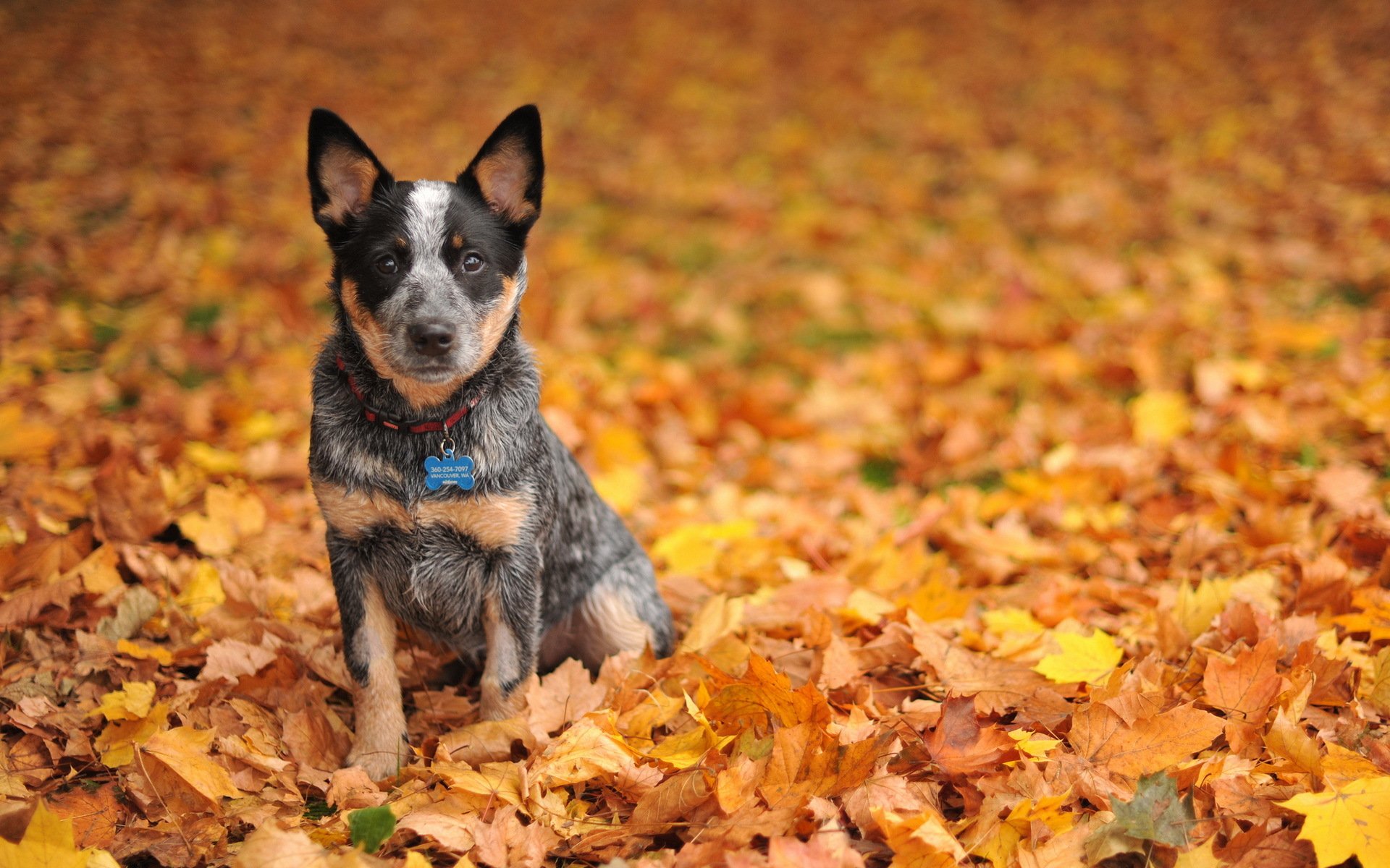 perro amigo otoño