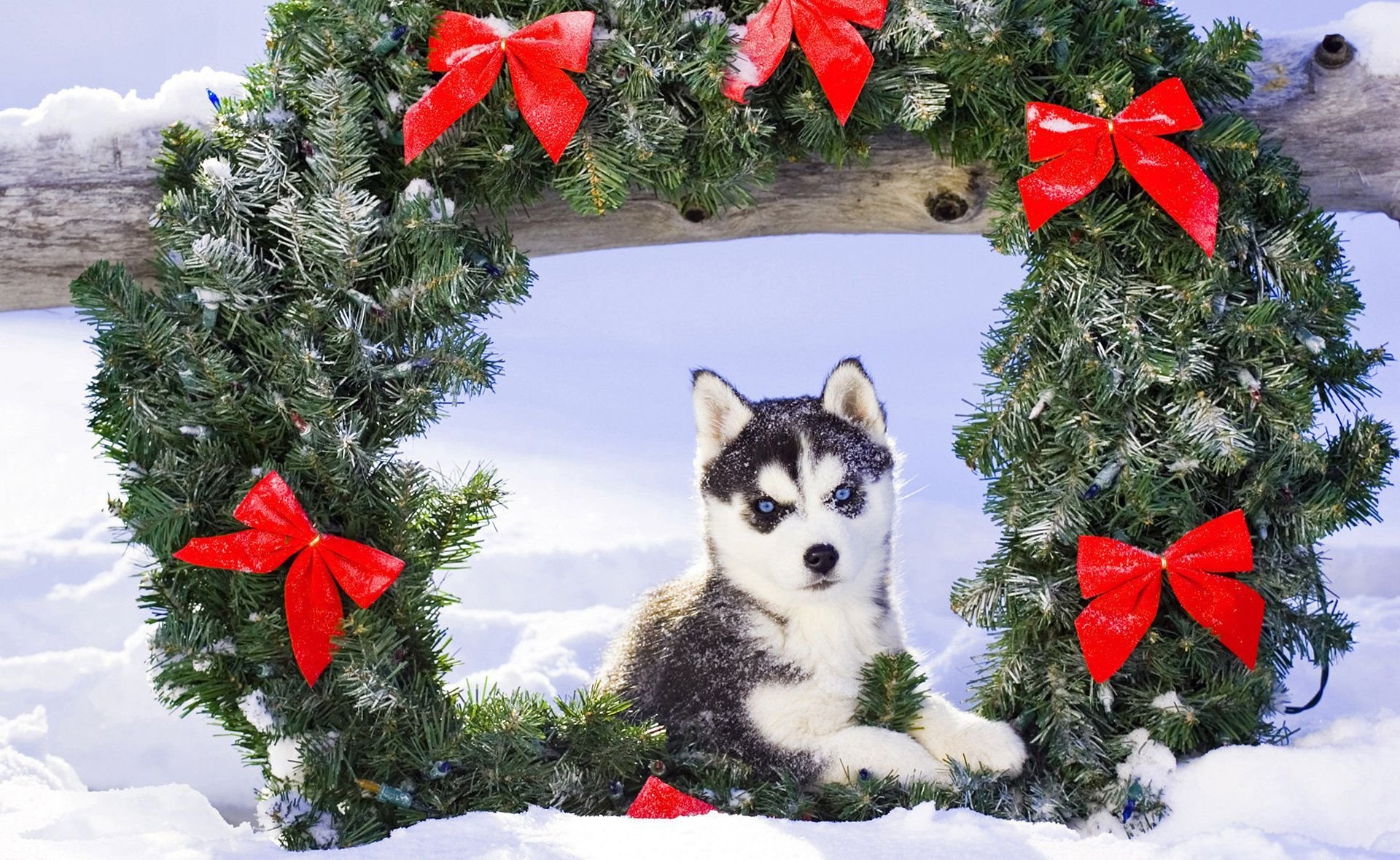 chiot husky neige noël