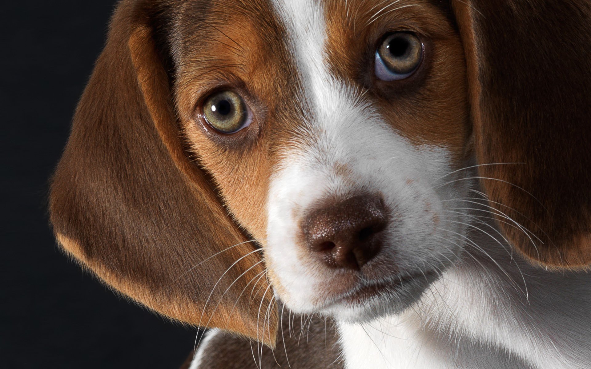 beagle cachorro amigo