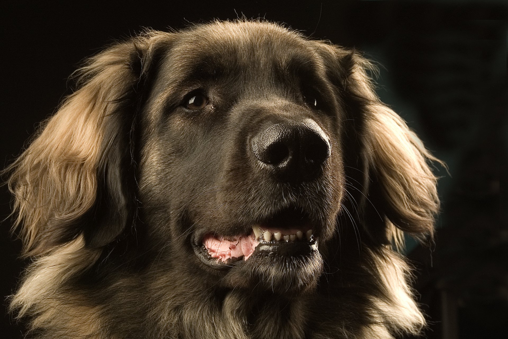 dog leonberger face eye