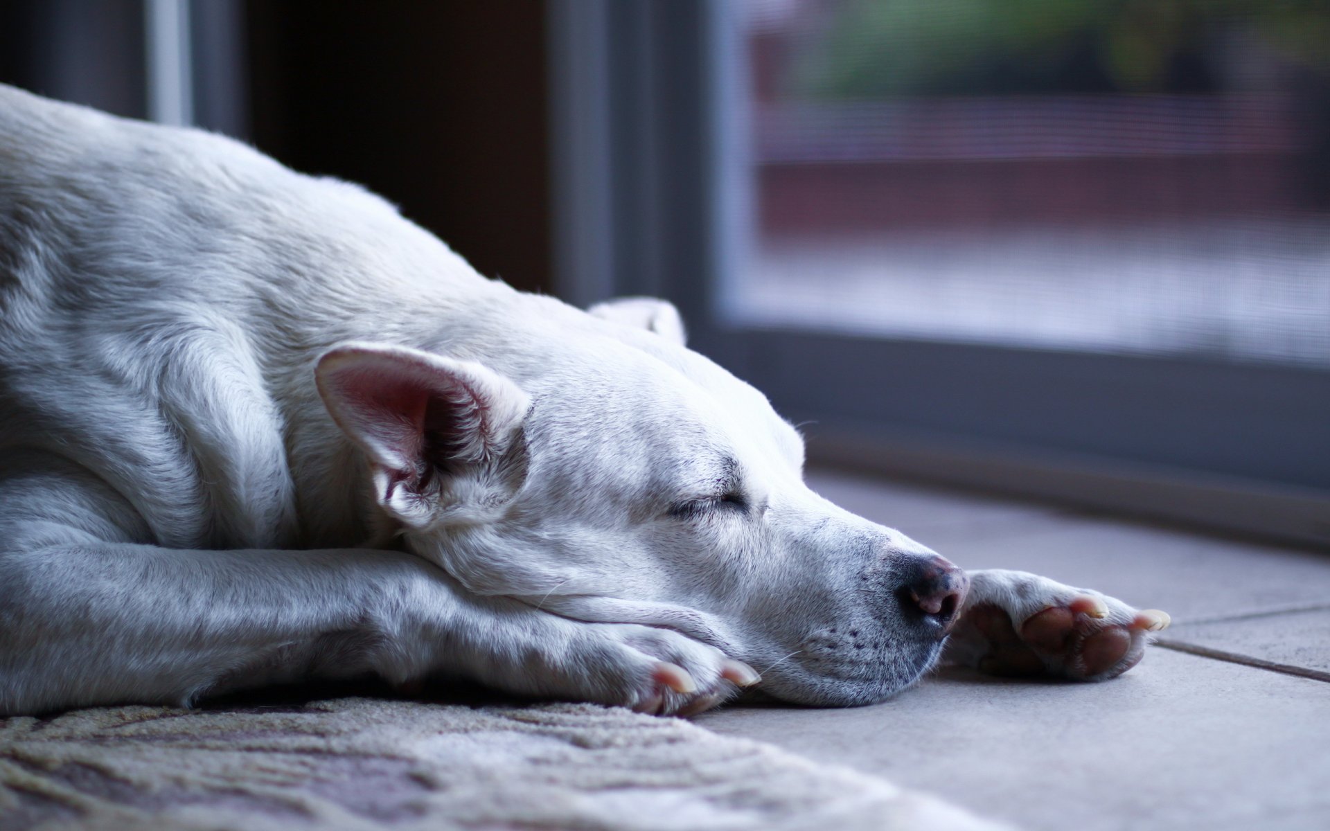 hund wächter freund ruhe