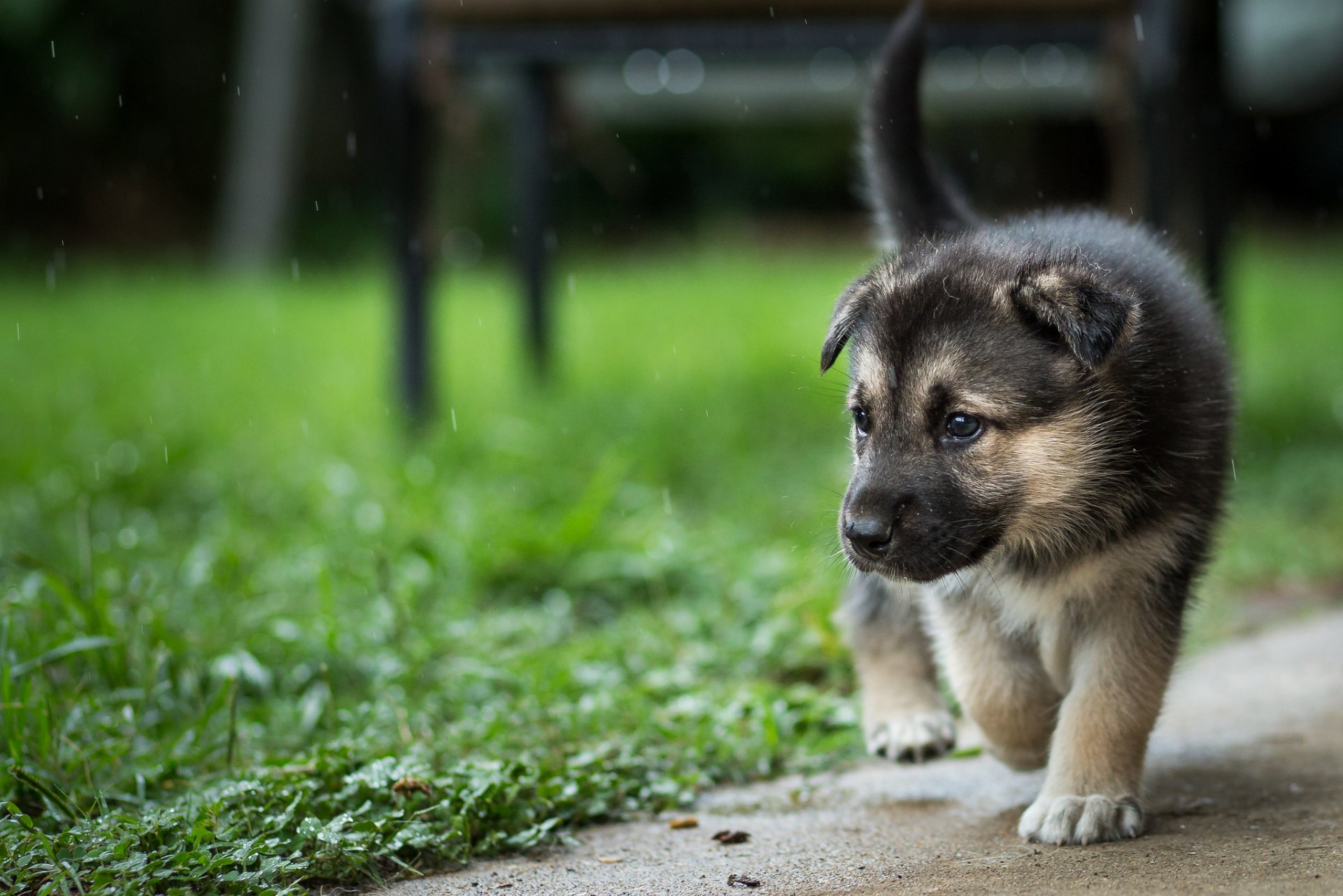 chien regard ami