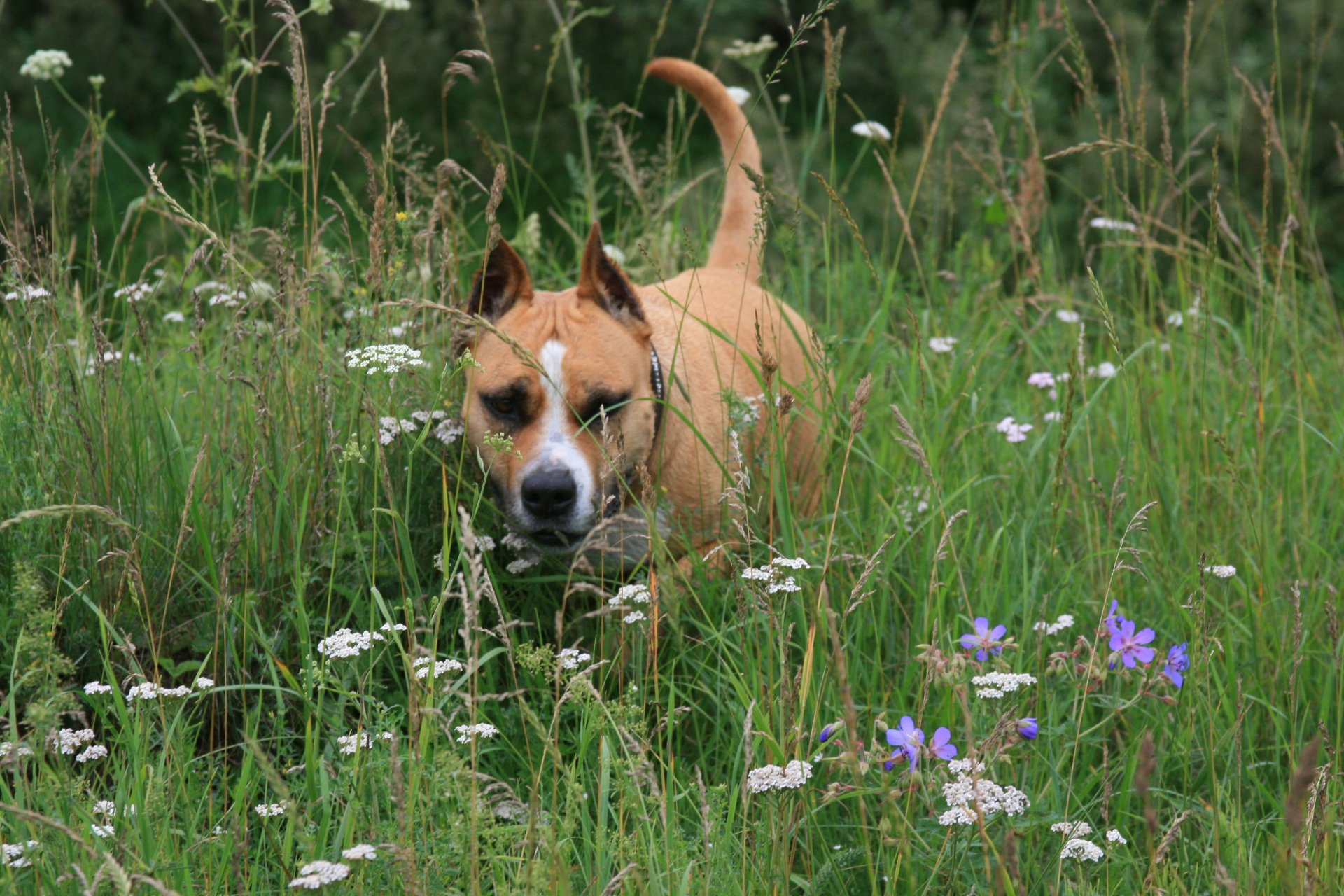 psy pies staffort terrier lato kwiaty spacer wypoczynek nastrój