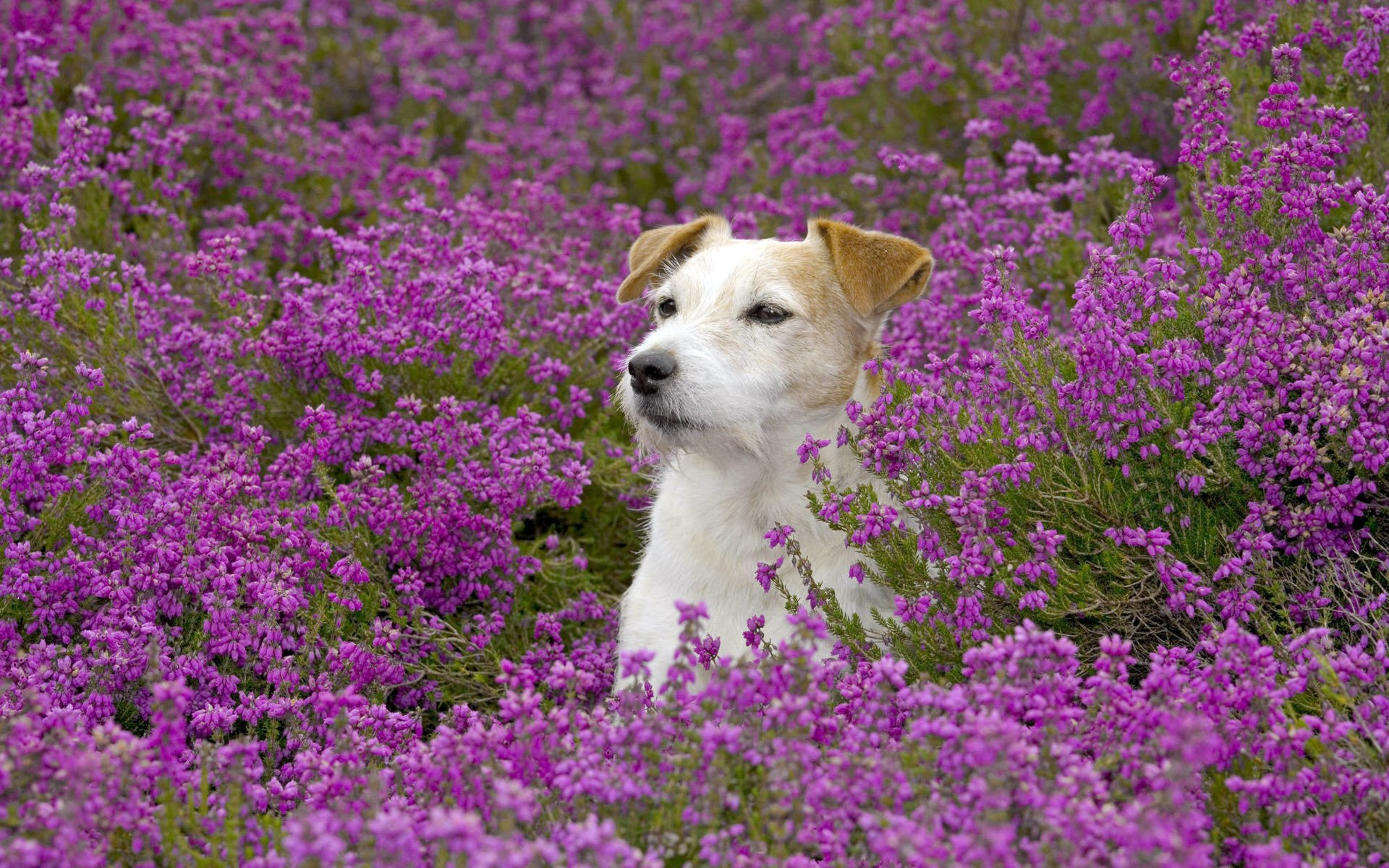 champ fleurs