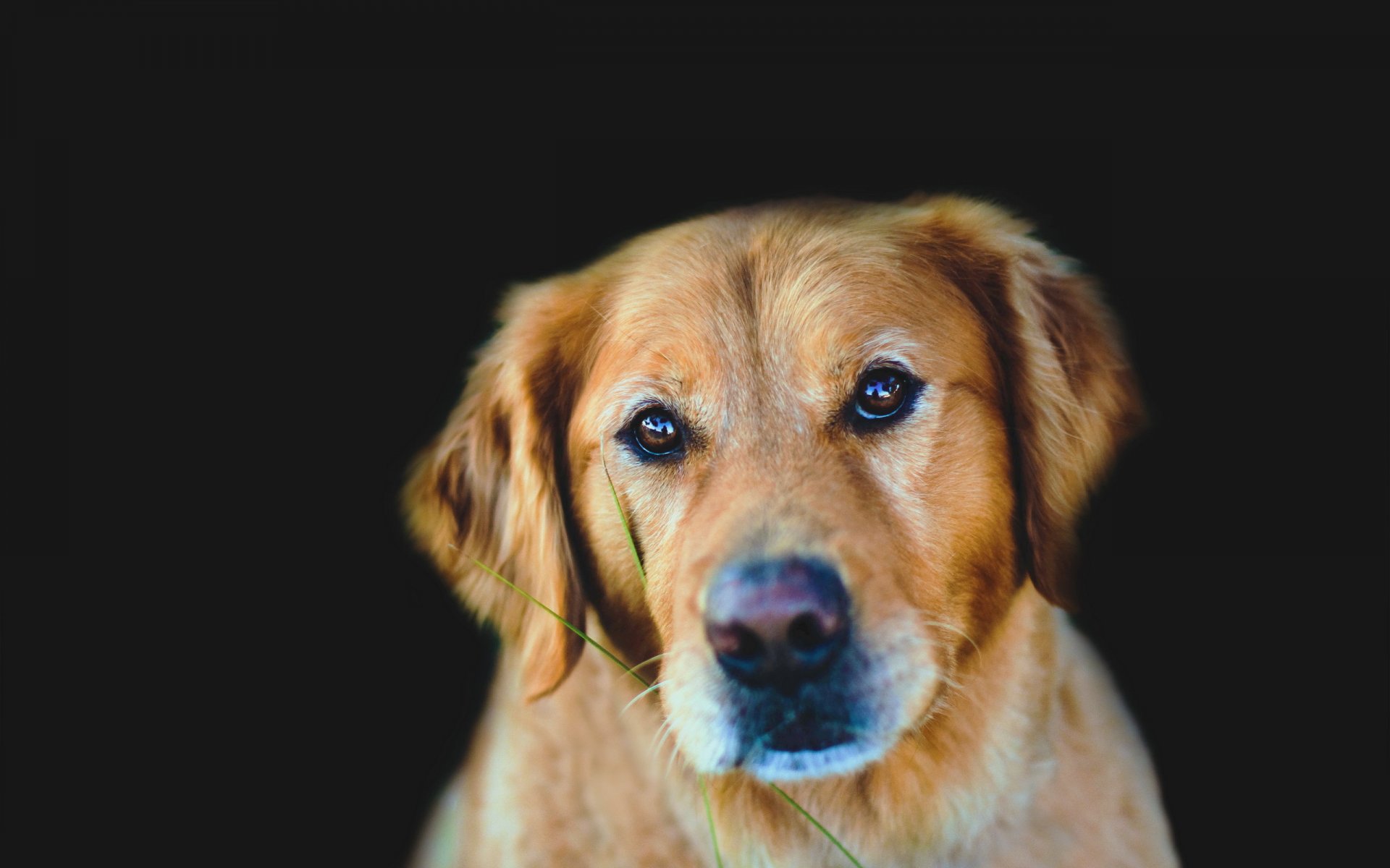 hund blick freund