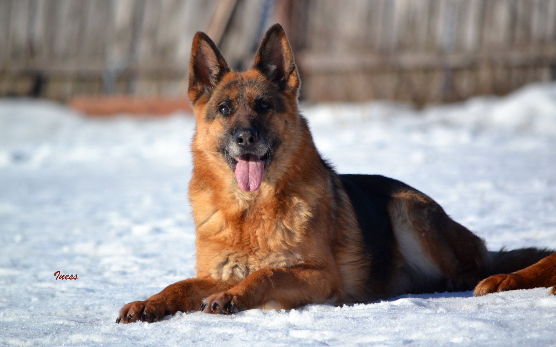 cane sguardo amico