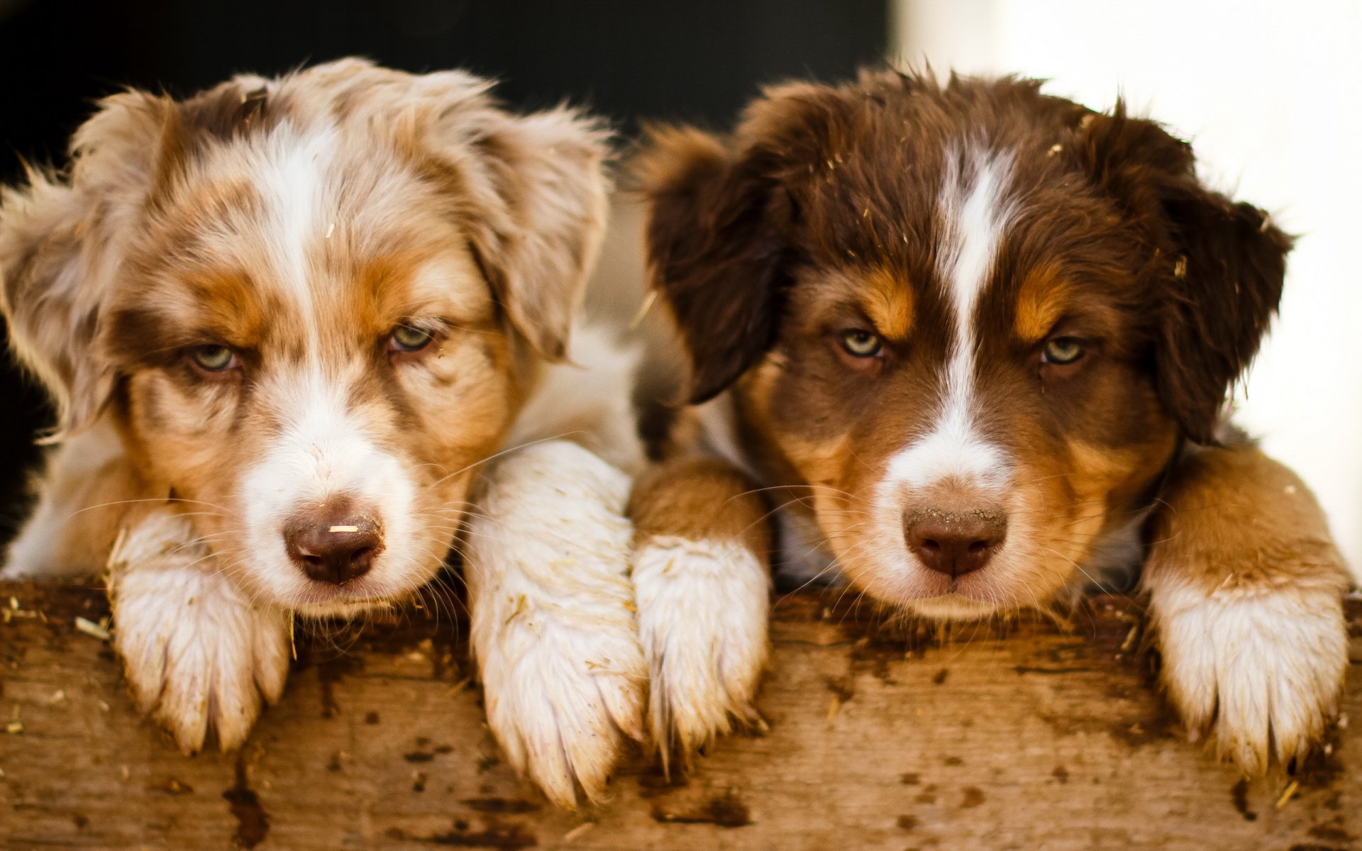 cani cuccioli sfondo