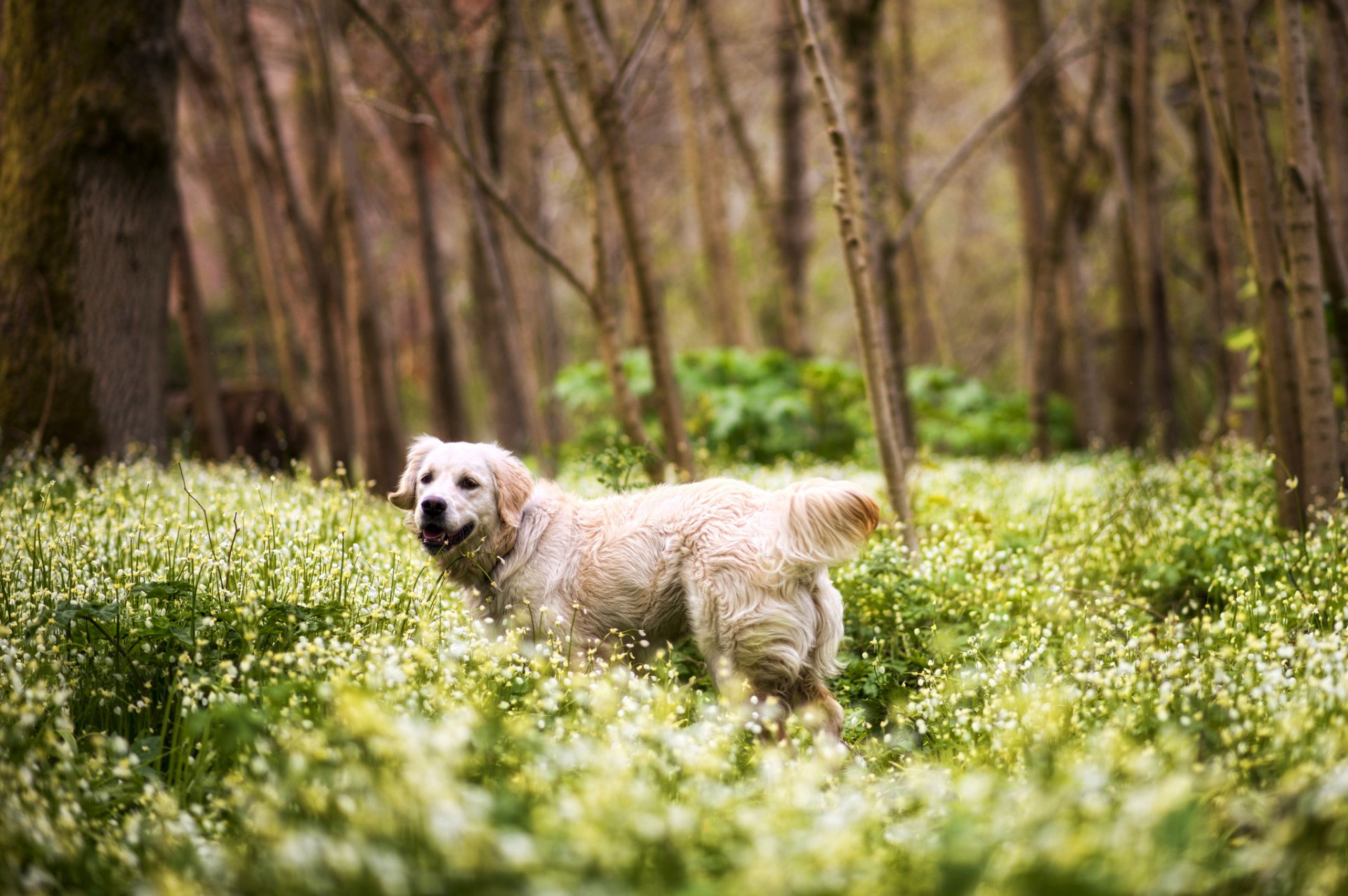 chien retriever forêt herbe fleurs arbres