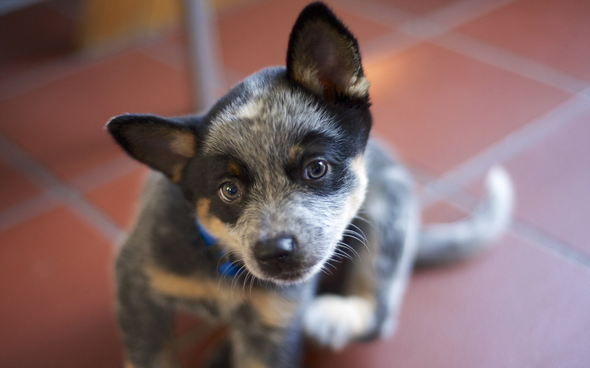 hund blick freund australische schäferhunde