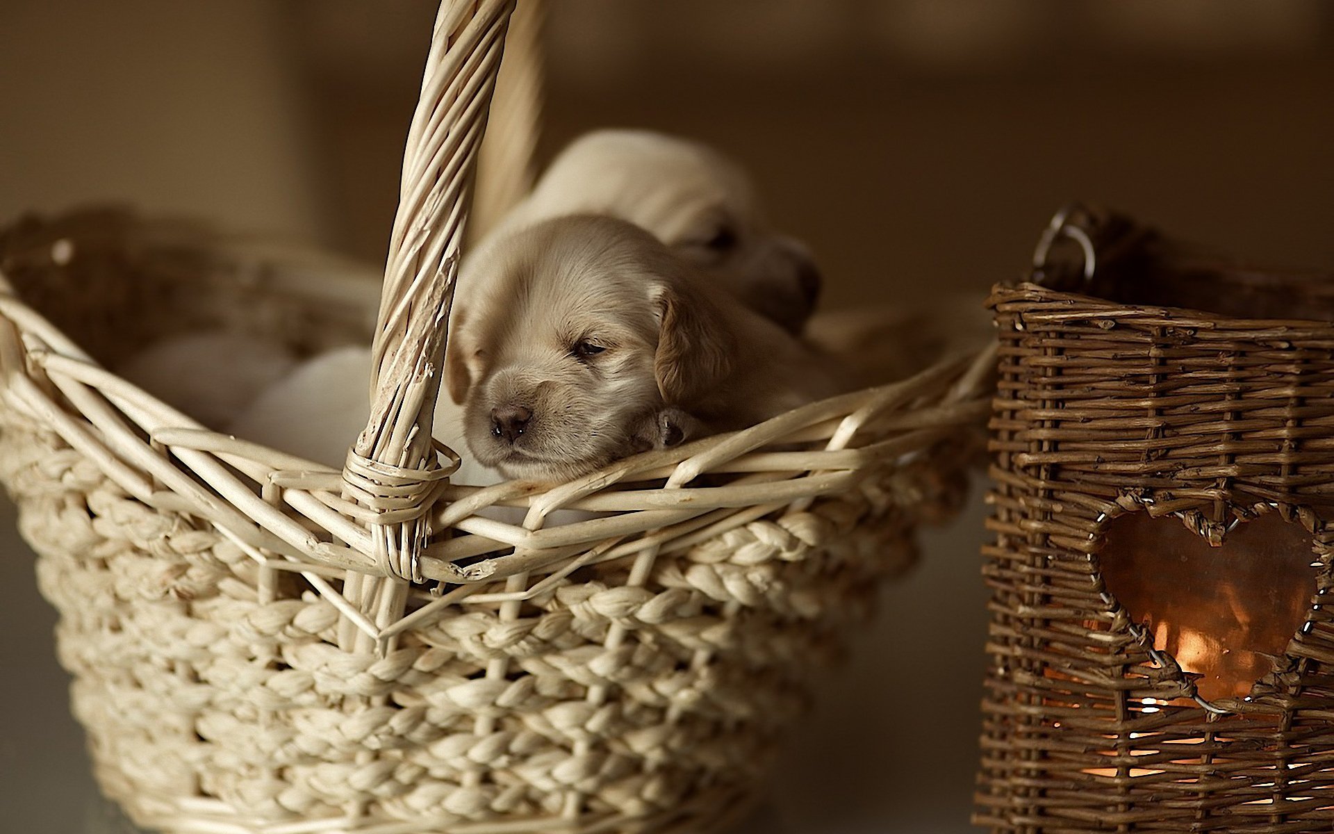 cesta cachorro corazón