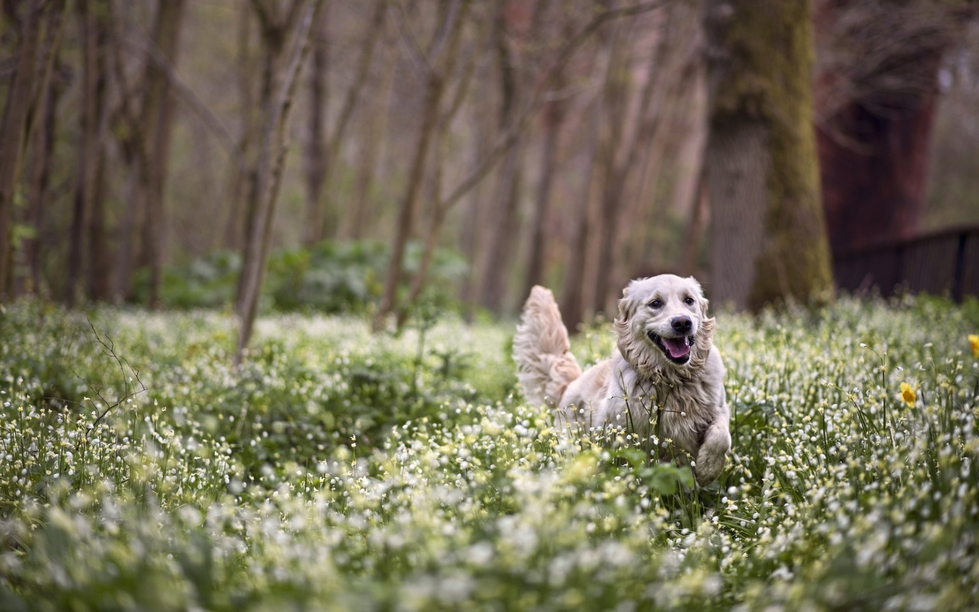 wald blumen frühling freude spaziergang