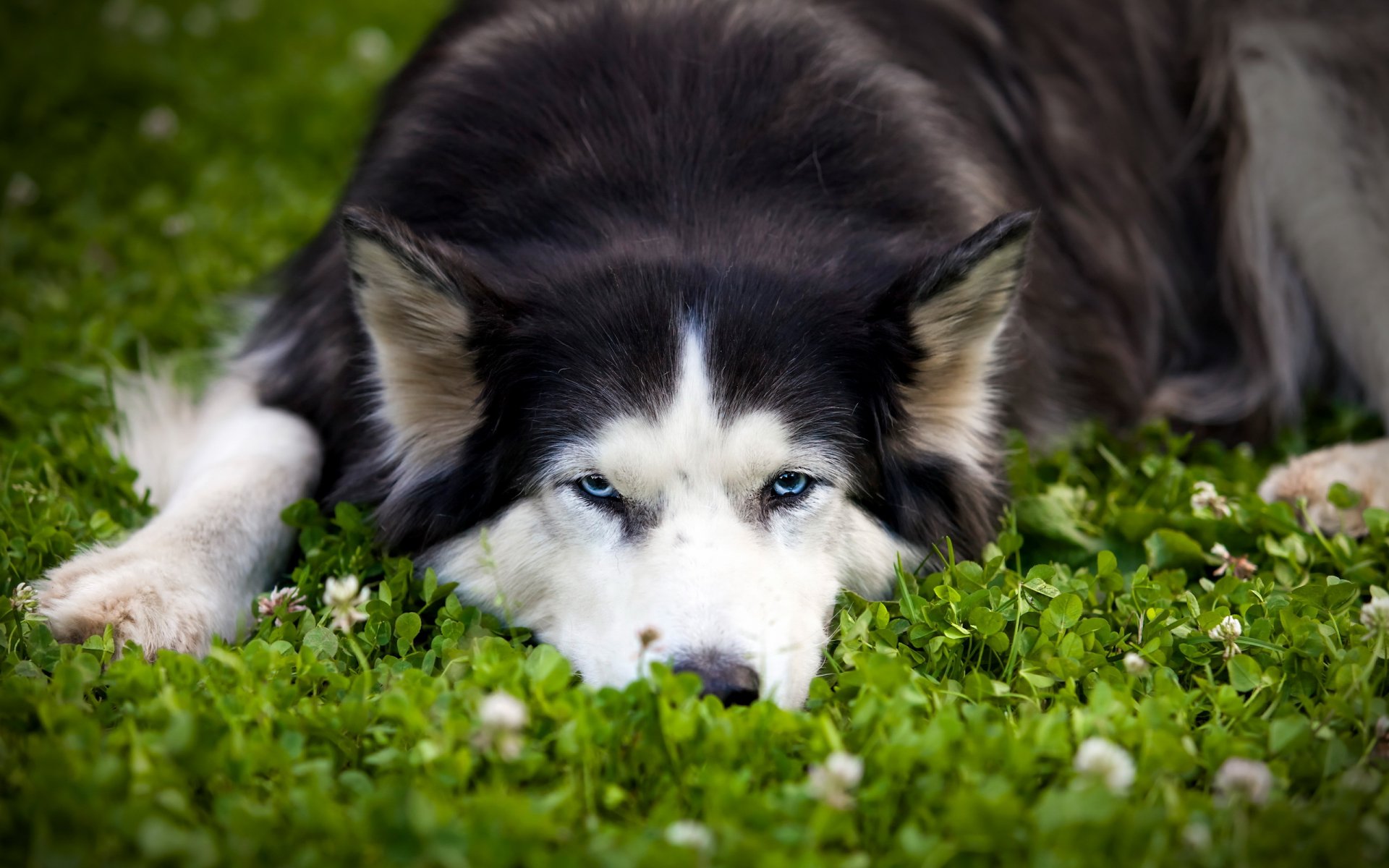 cane sguardo amico