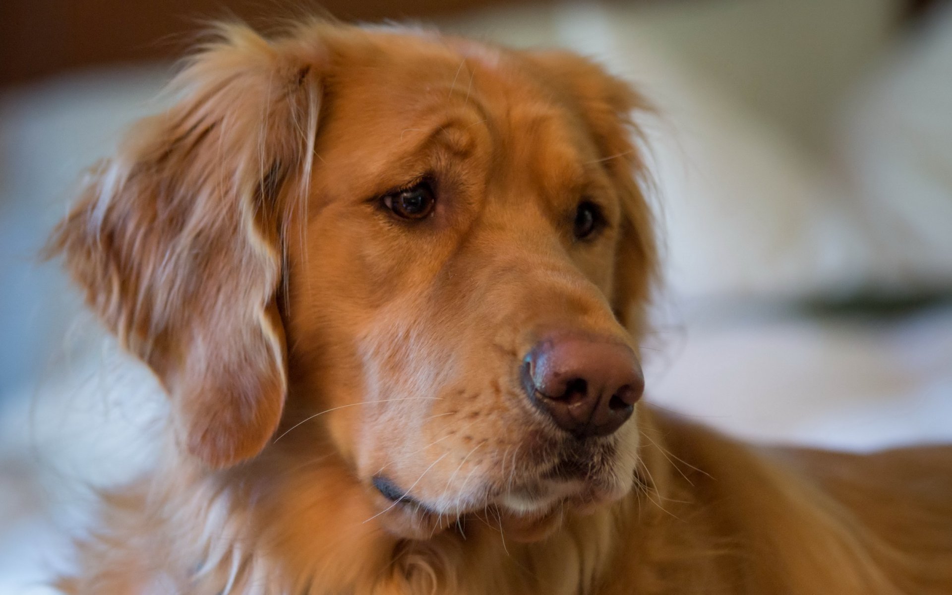 hund freund blick