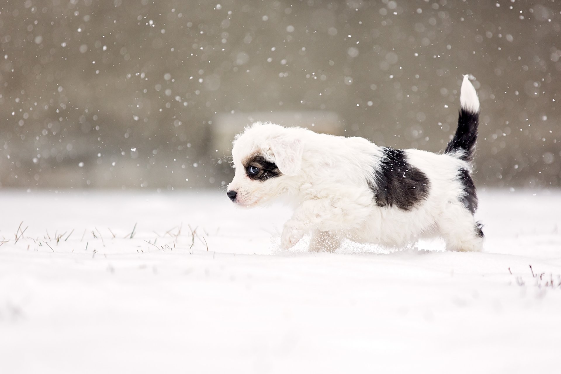 hund auge verdächtig warnung schnee