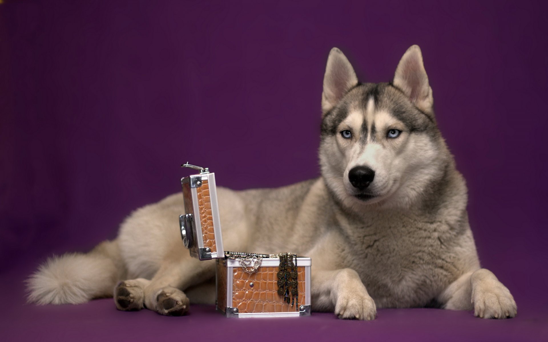 cane husky scatola di gioielli