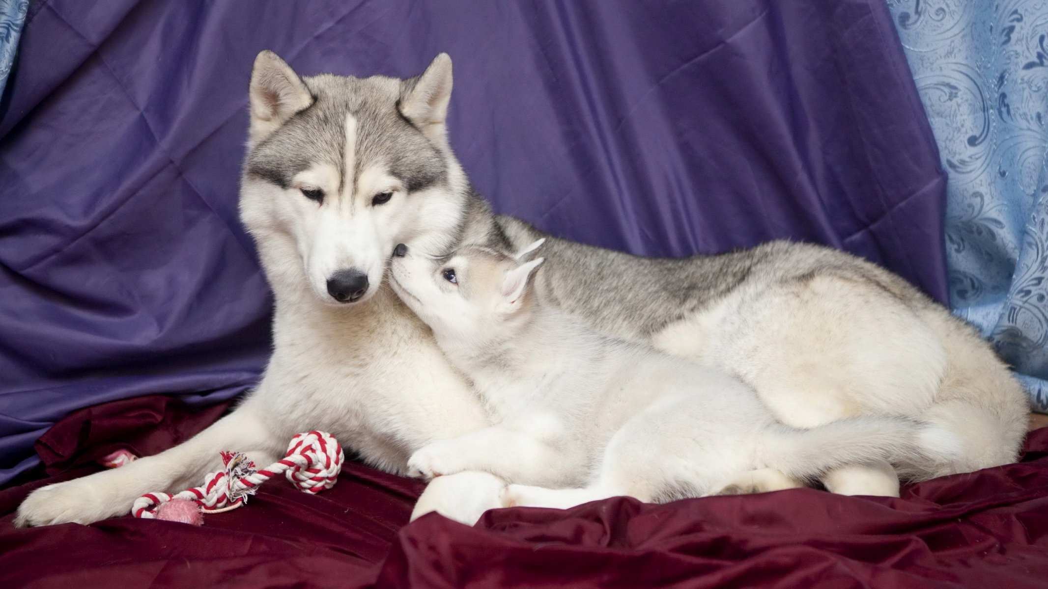 cane cucciolo husky si trovano